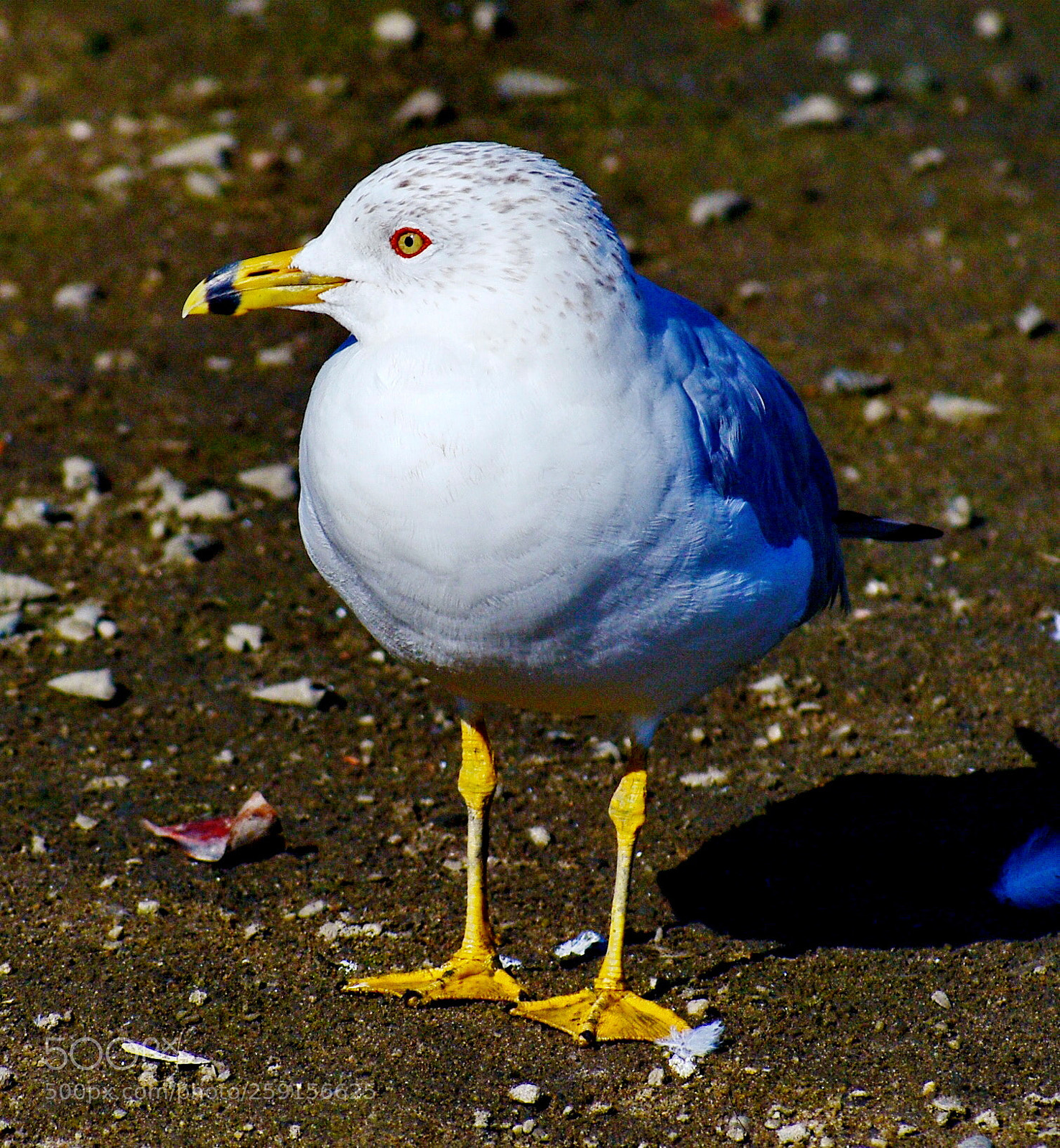Nikon D7200 sample photo. A baby seagull on photography