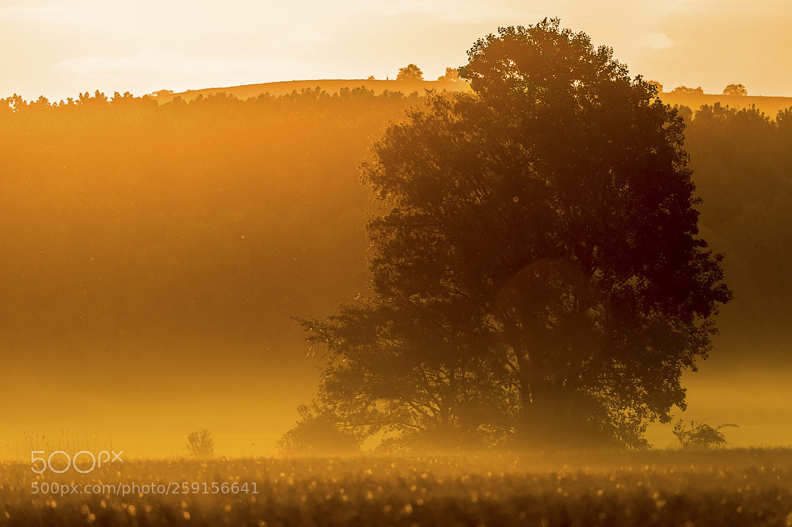 Canon EOS 5D Mark IV sample photo. Mornig sun photography