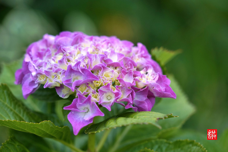 Sony FE 70-300mm F4.5-5.6 G OSS sample photo. Hydrangea 0523 photography