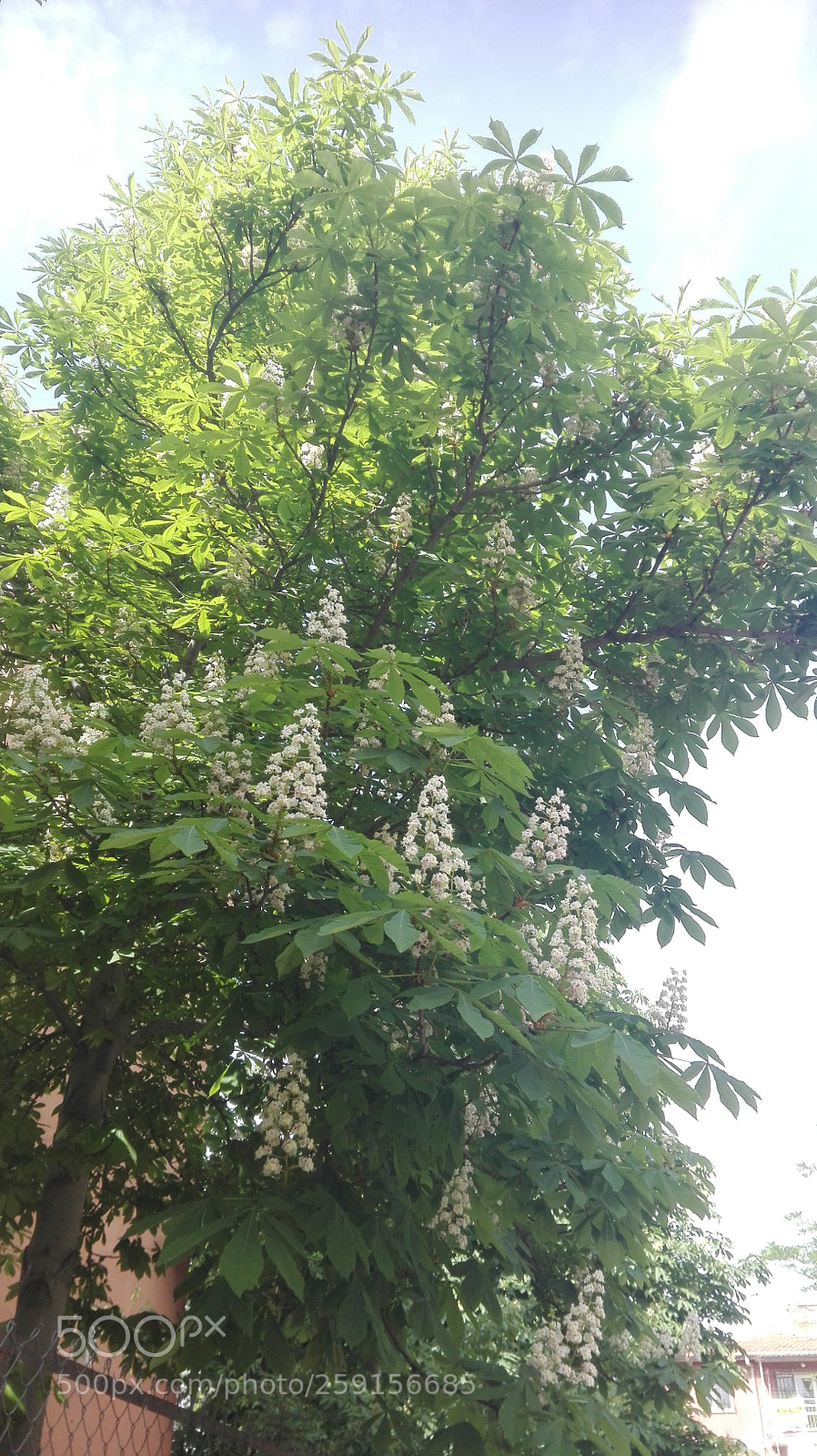 HUAWEI P8 Lite sample photo. Conic blooming tree photography
