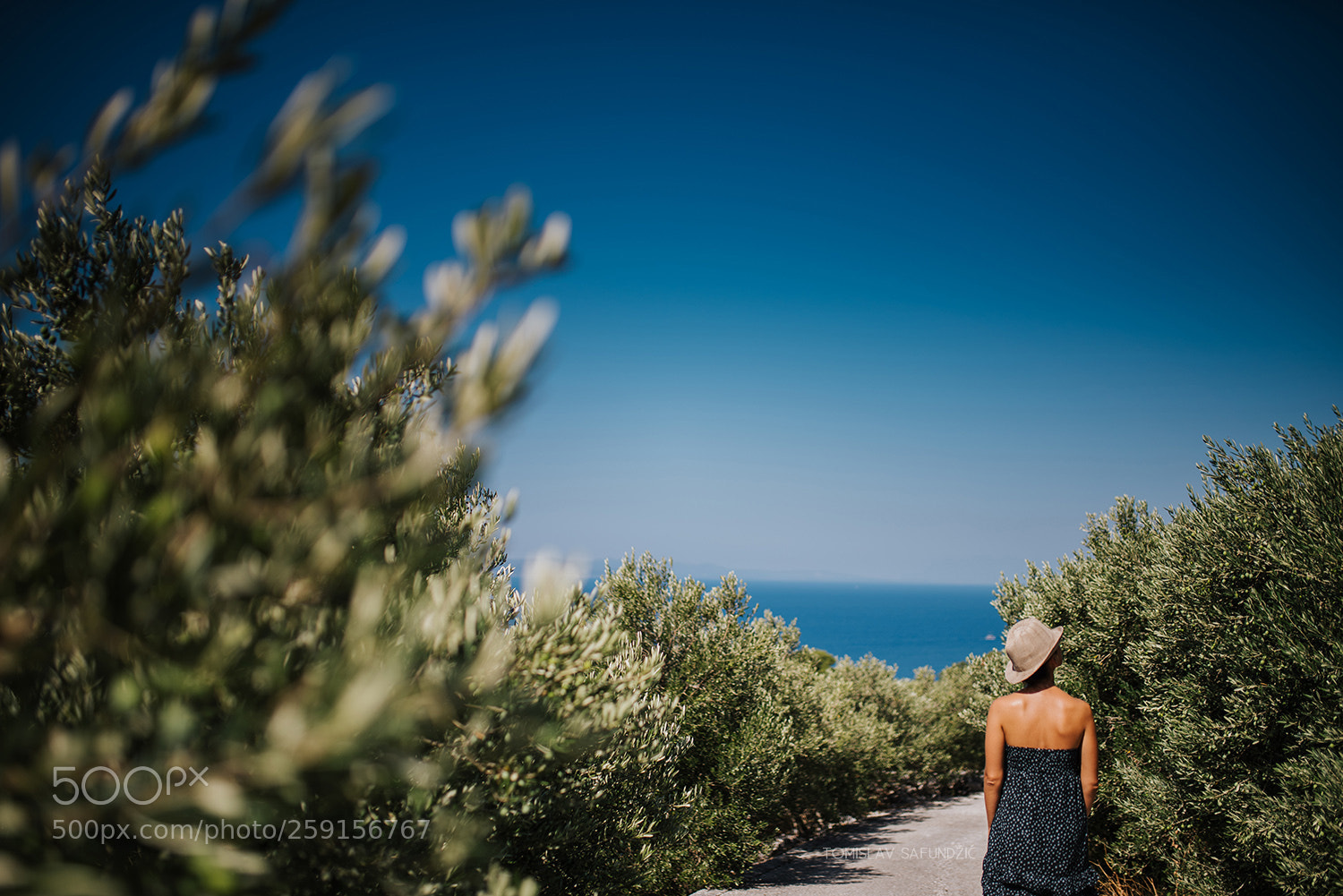 Nikon D750 sample photo. In olive grove photography