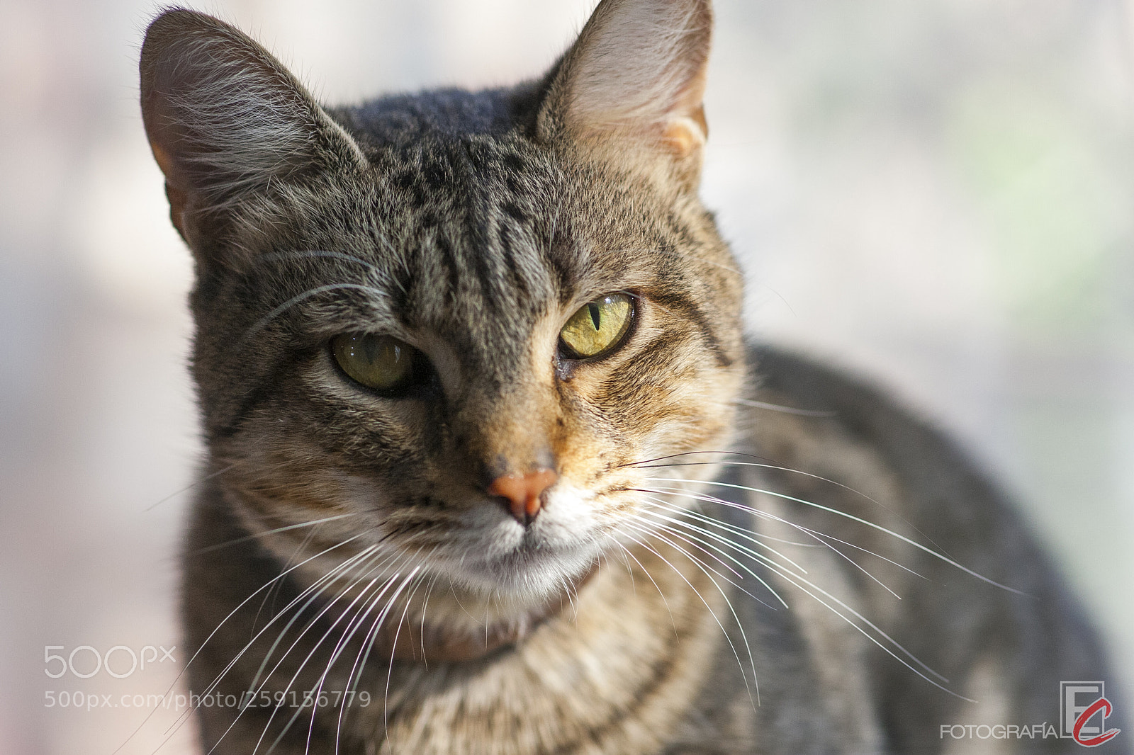 Canon EOS 30D sample photo. Fidel ii photography