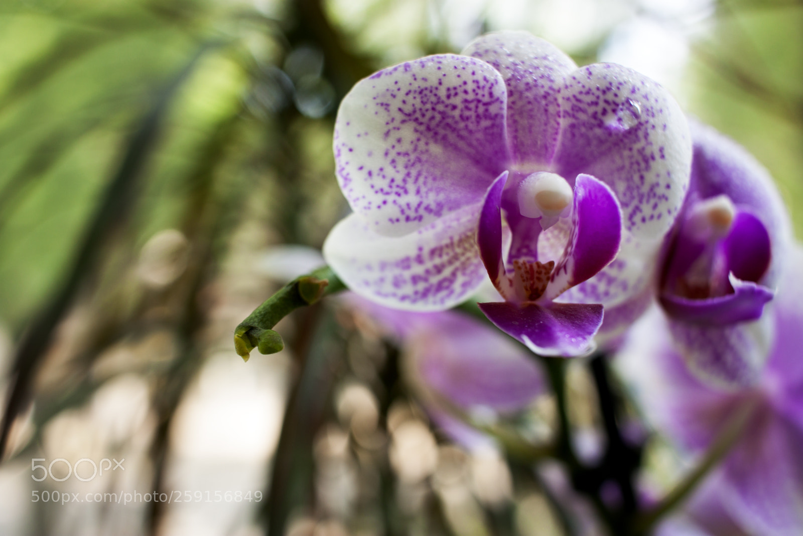 Canon EOS 500D (EOS Rebel T1i / EOS Kiss X3) sample photo. Orchid, flower, bloom, beautiful photography