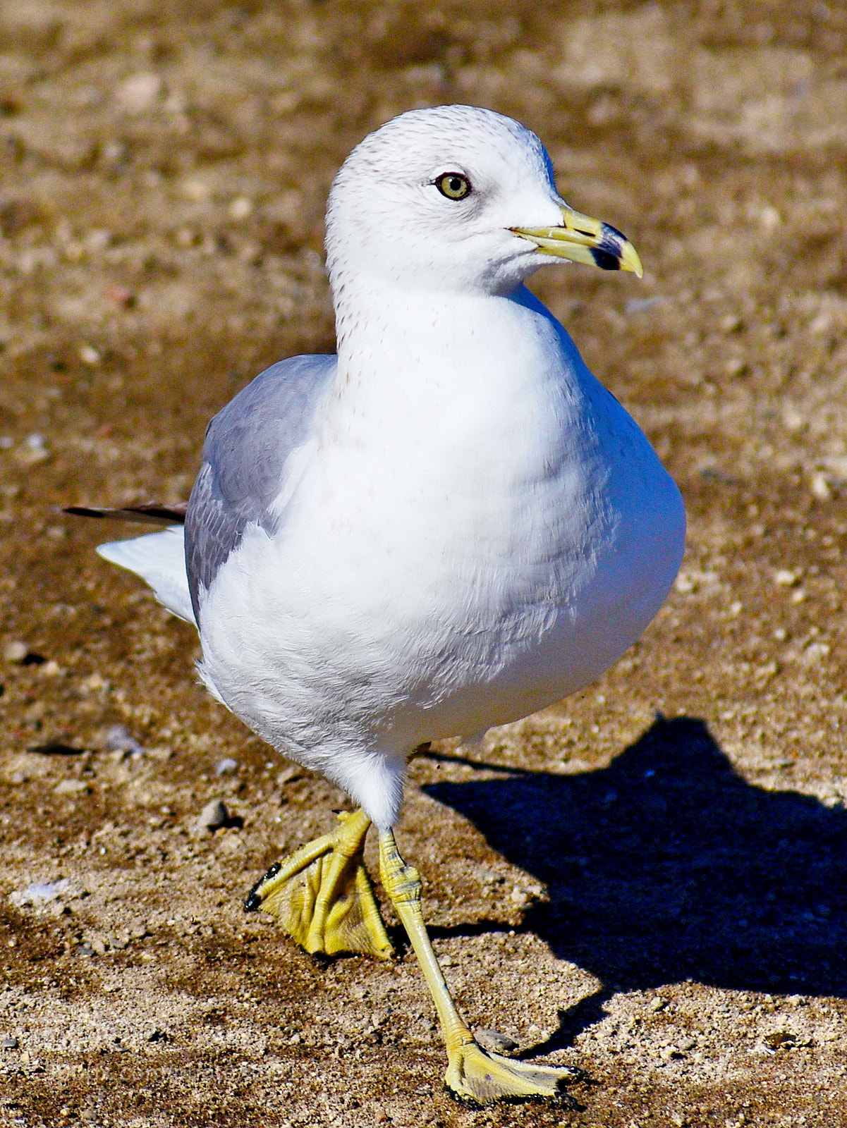 Nikon D7200 sample photo. Baby seagull walking on photography