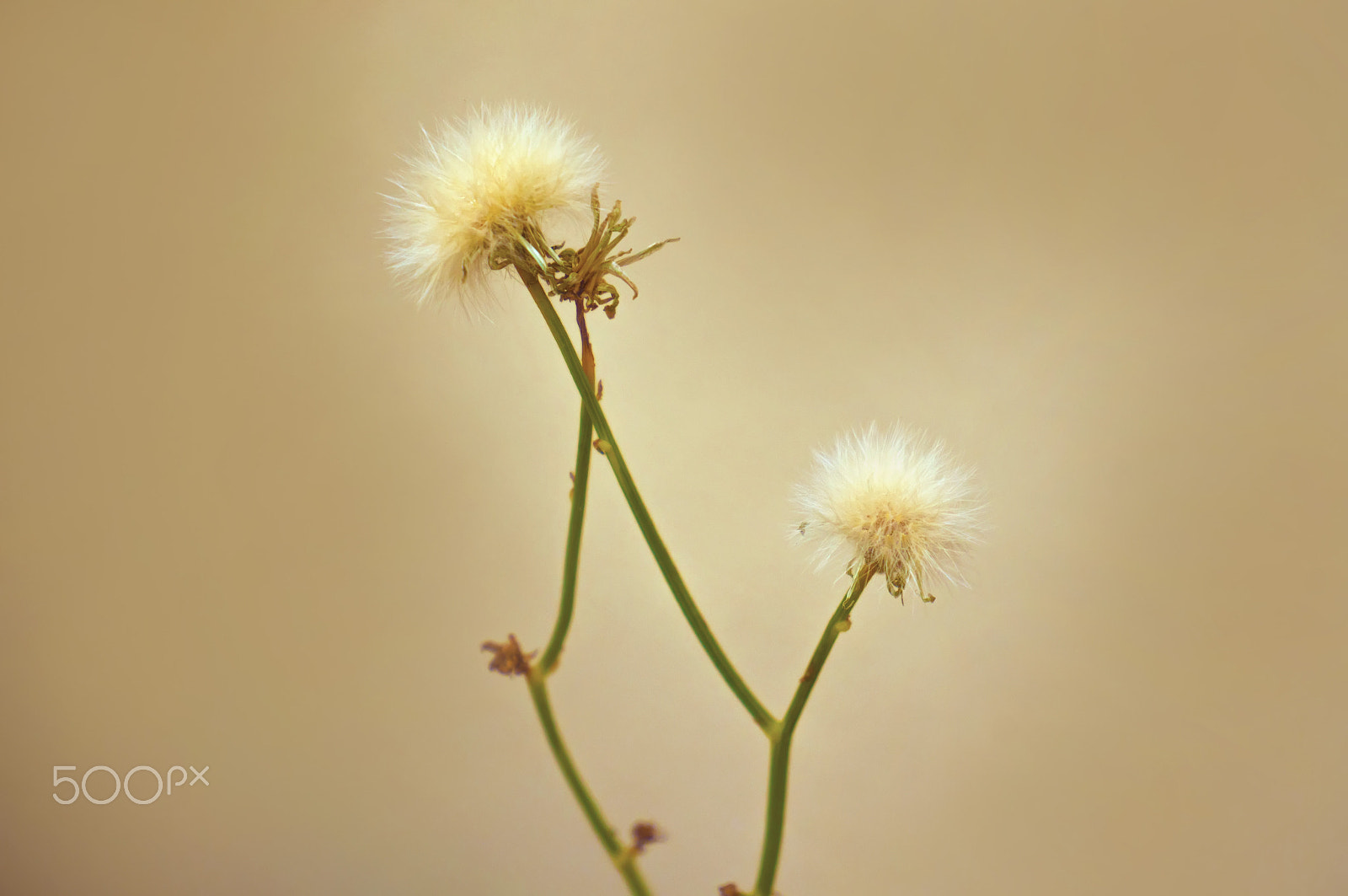 Sony Alpha NEX-5N sample photo. Flowers photography