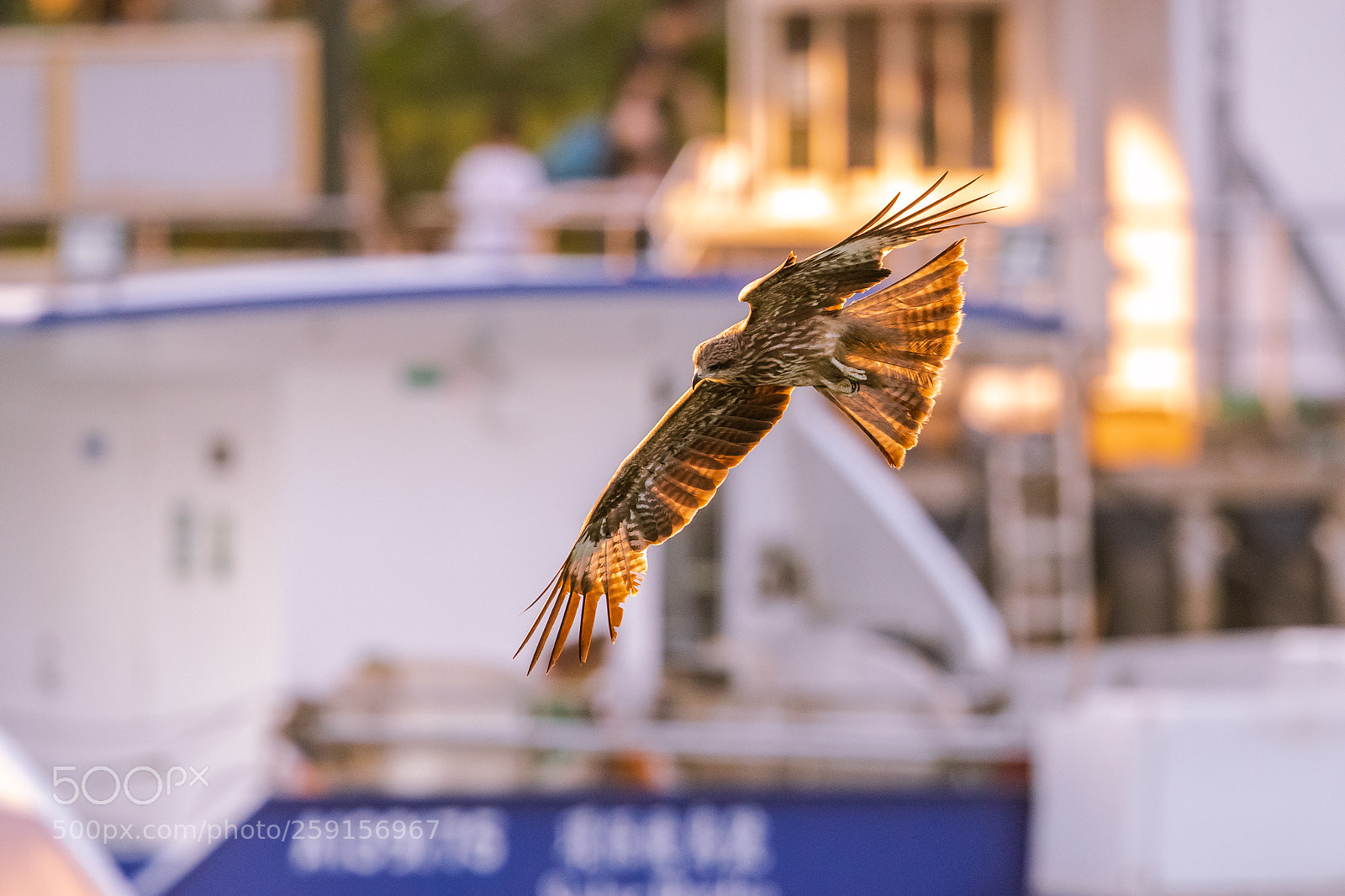 Canon EOS-1D X Mark II sample photo. Black kite milvus migrans photography
