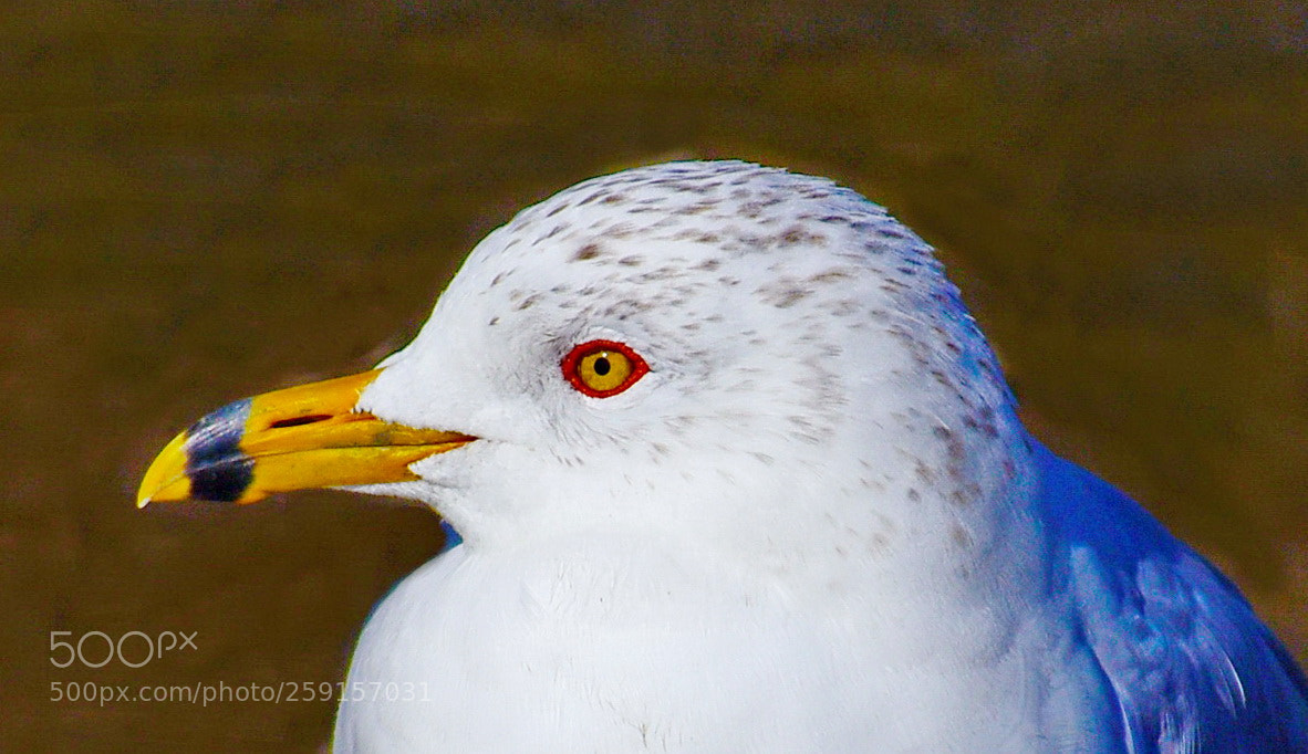 Nikon D7200 sample photo. A nice baby seagull photography