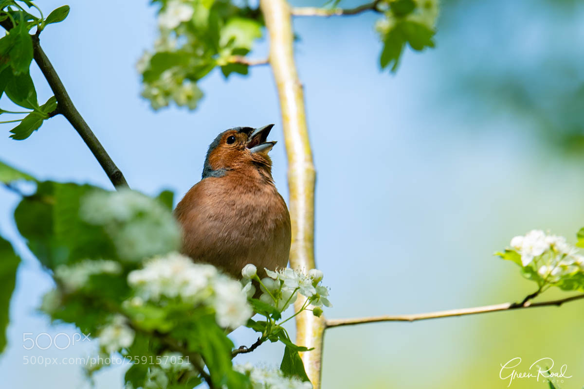 Nikon D500 sample photo. Finch photography
