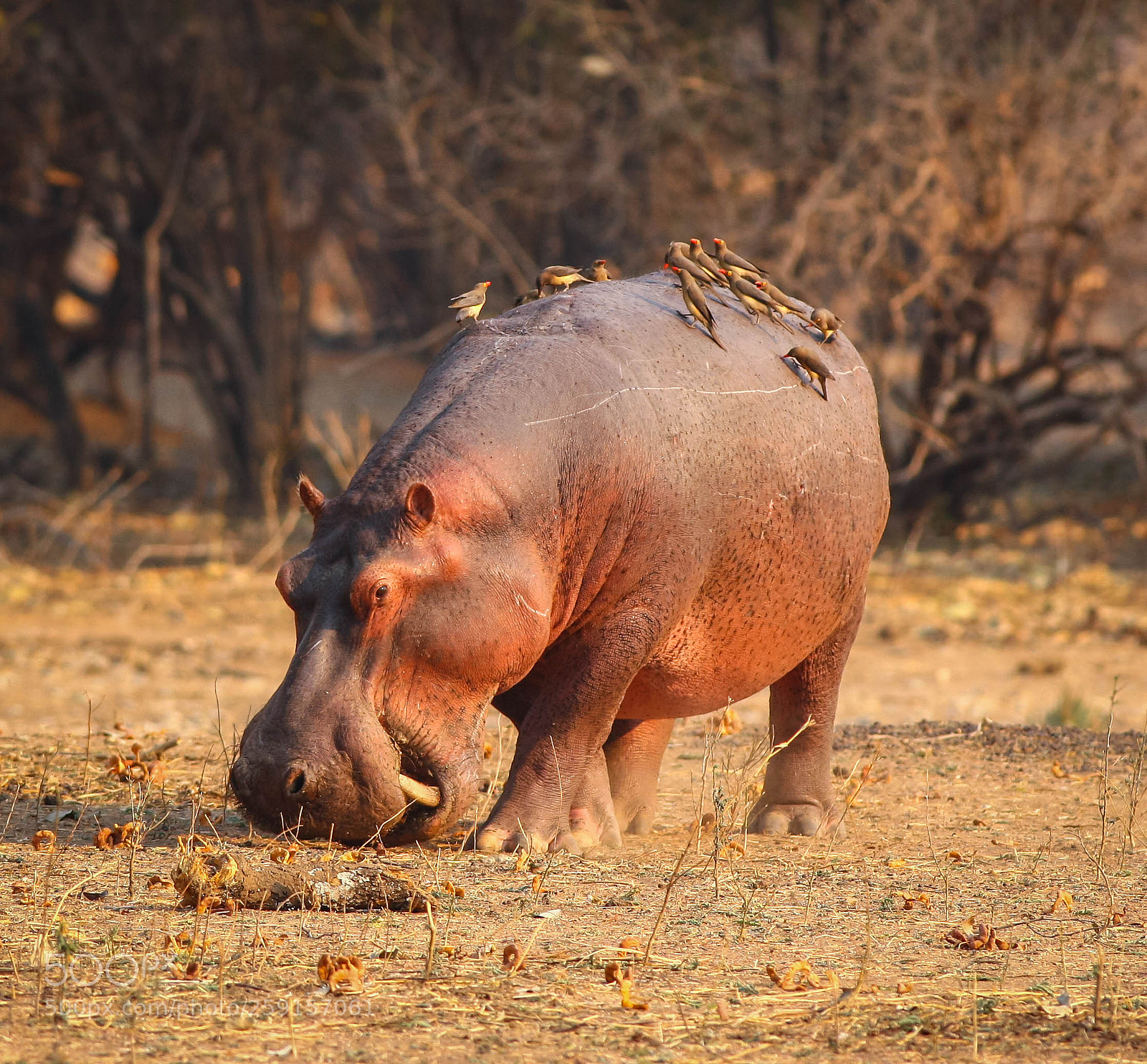 Canon EOS-1Ds Mark III sample photo. Hippo with friends photography