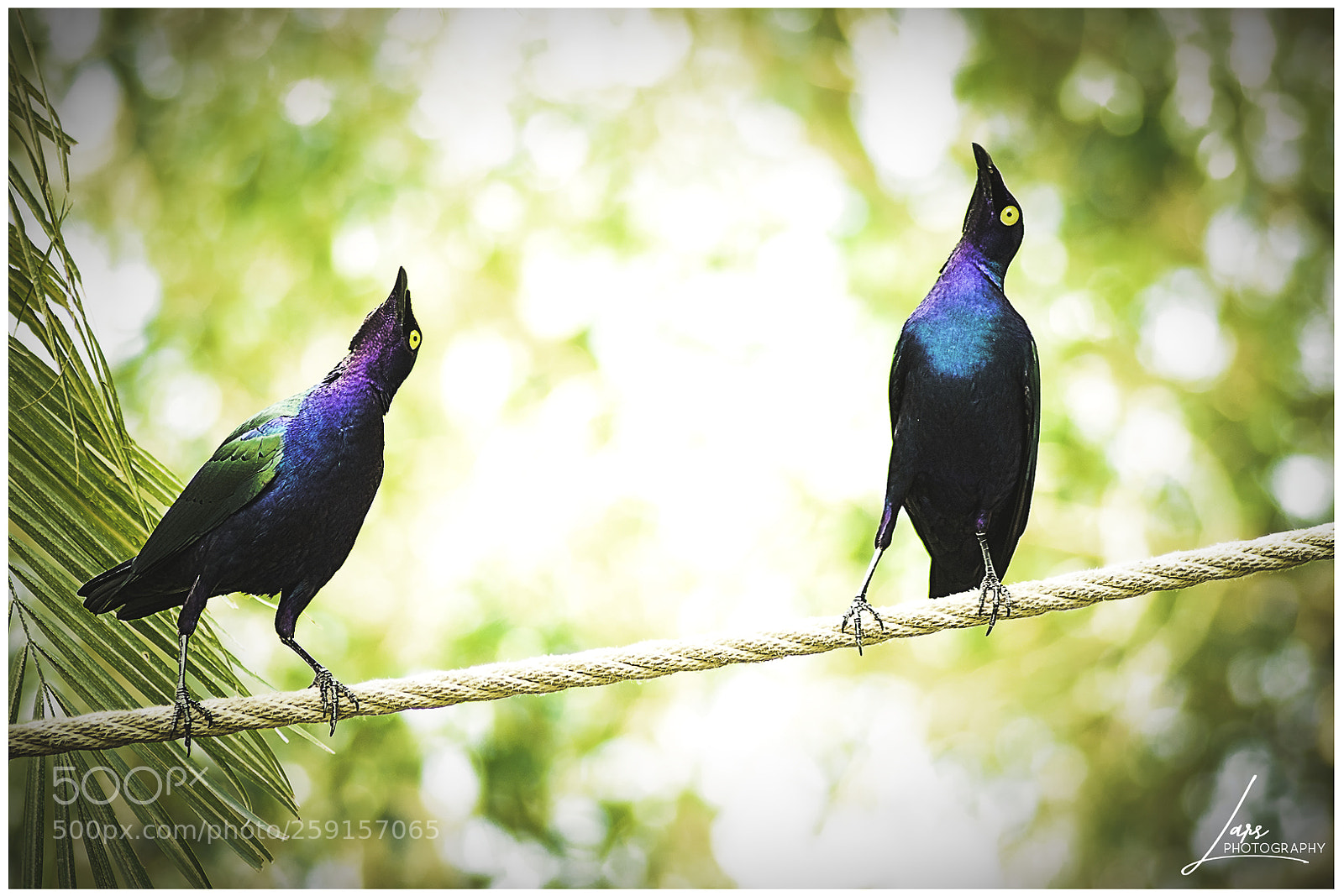 Nikon D5300 sample photo. Blue birds photography