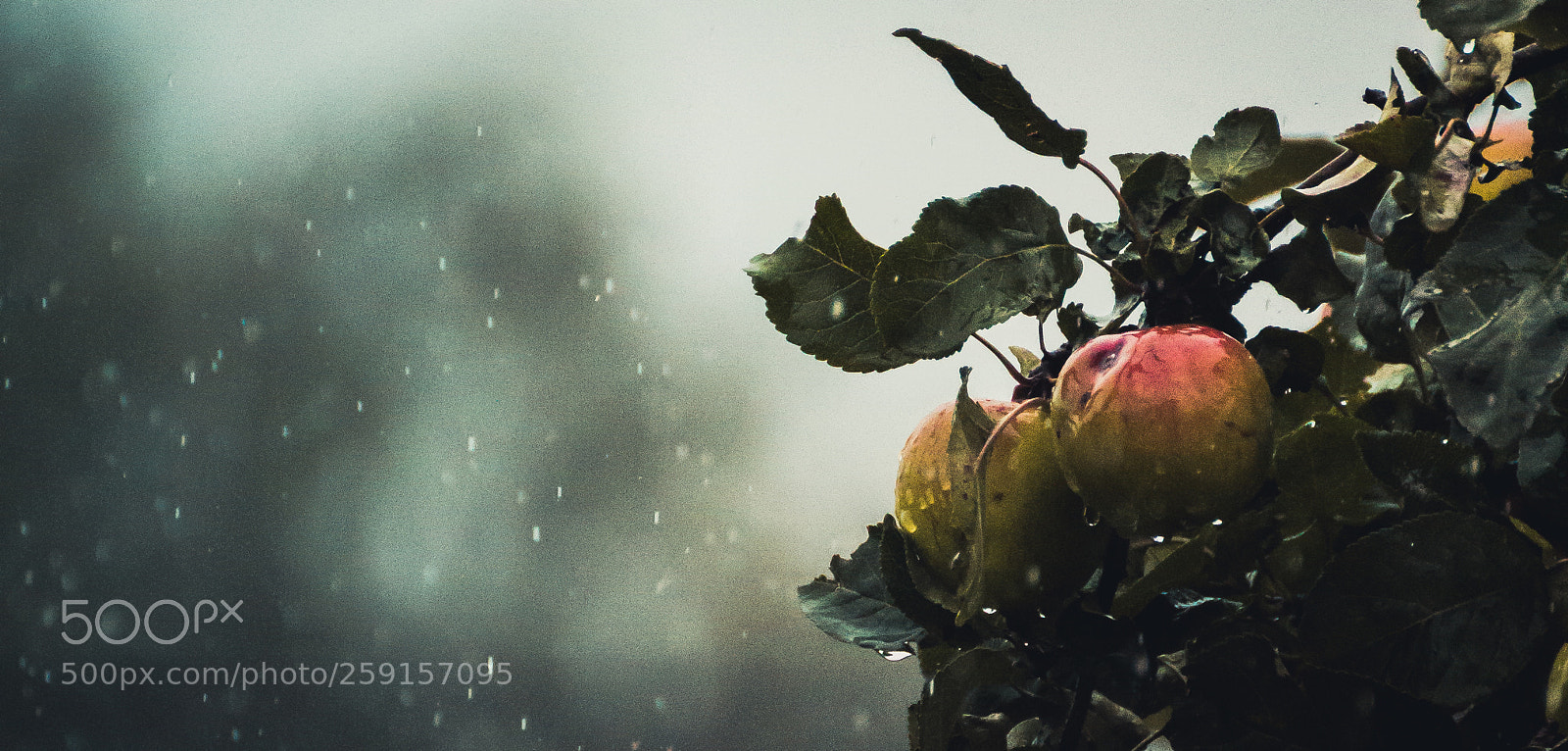Canon EOS 60D sample photo. Planet sweat photography