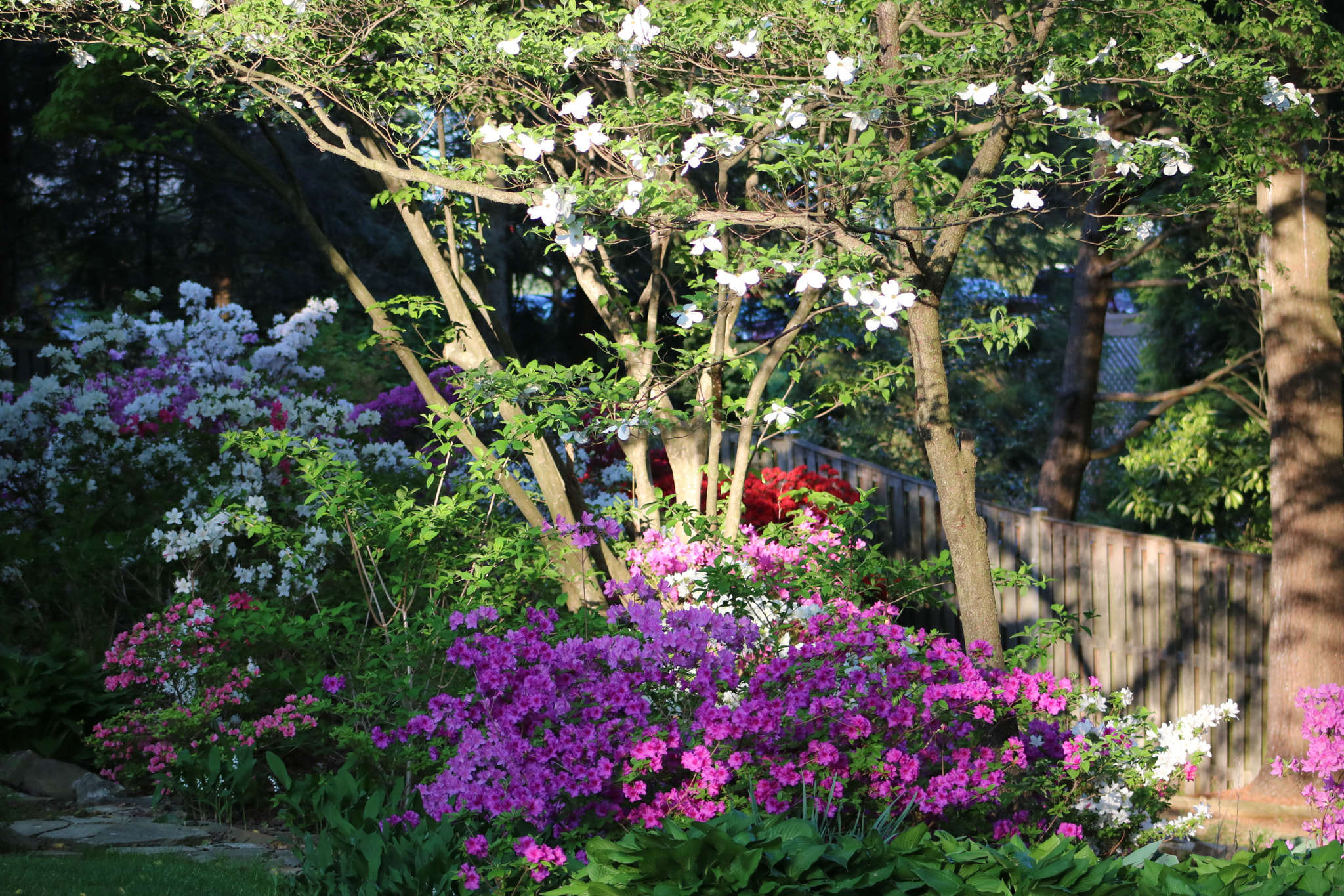 Canon EOS 750D (EOS Rebel T6i / EOS Kiss X8i) + Canon EF 75-300mm f/4-5.6 sample photo. Blooming flowers photography