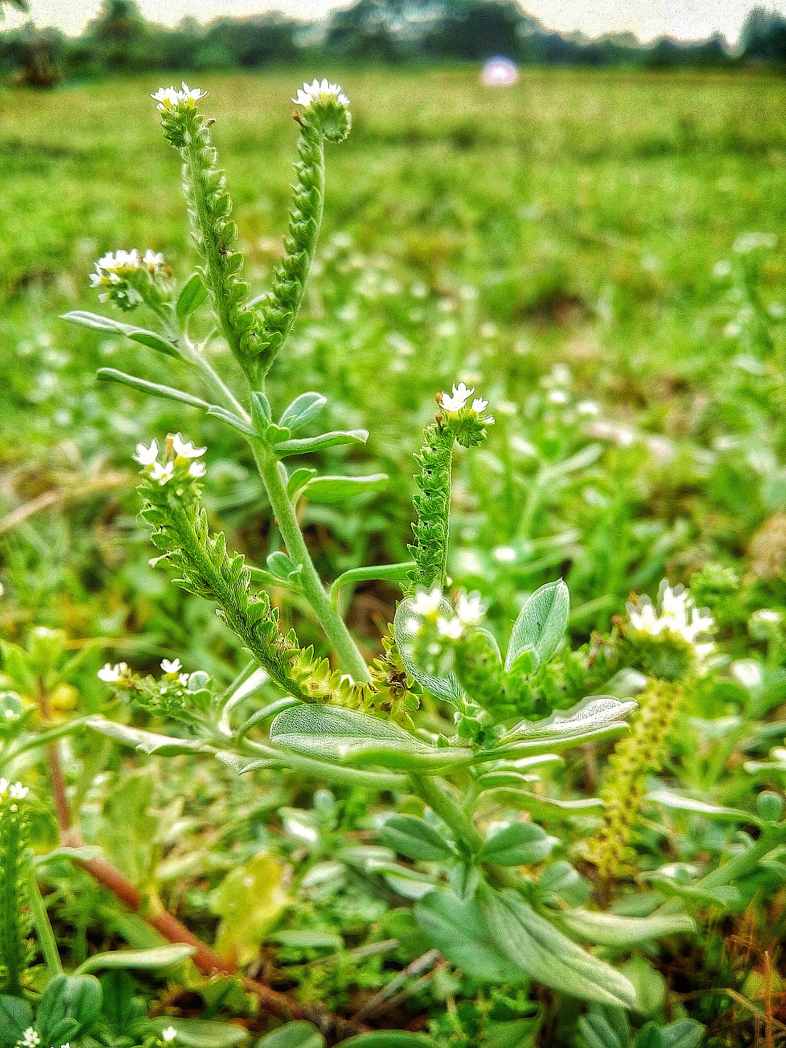 Motorola Moto E3 Power sample photo. Flower photography