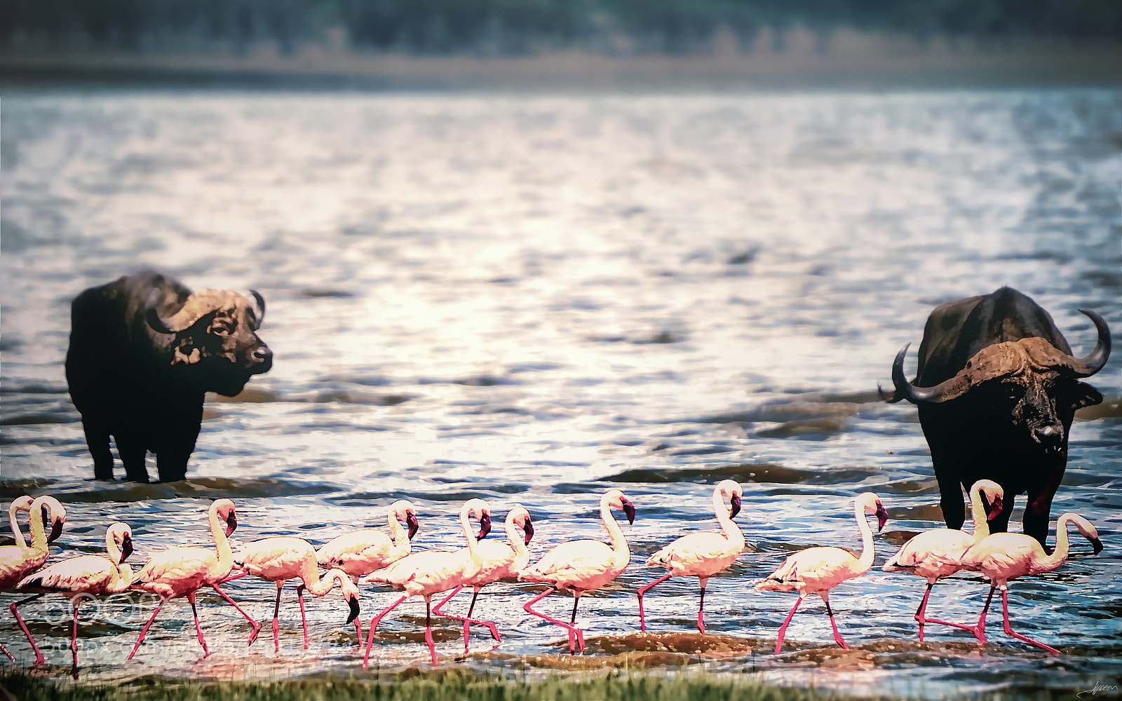 Nikon D3S sample photo. Buffalos & flamingos photography