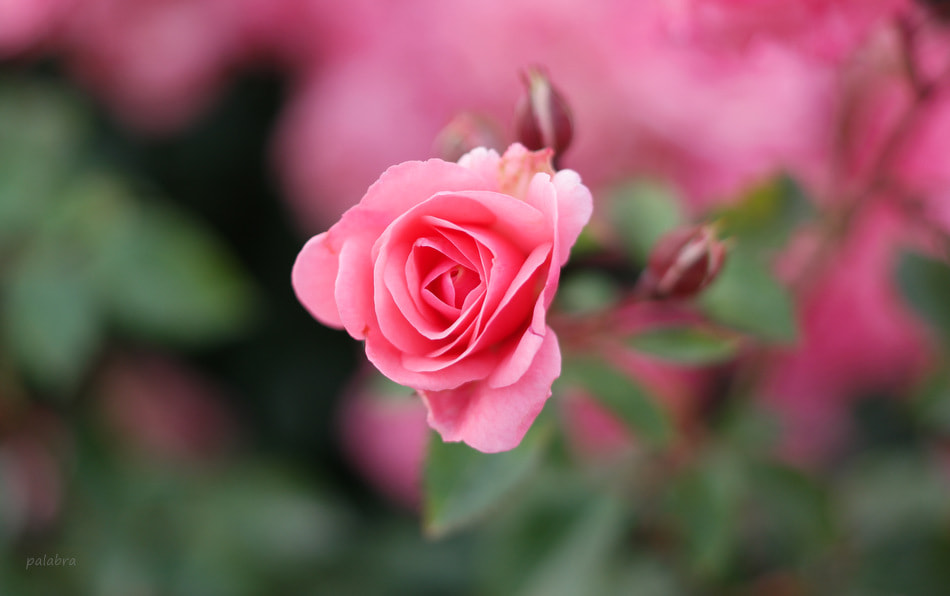 Samsung NX1 sample photo. ... photography