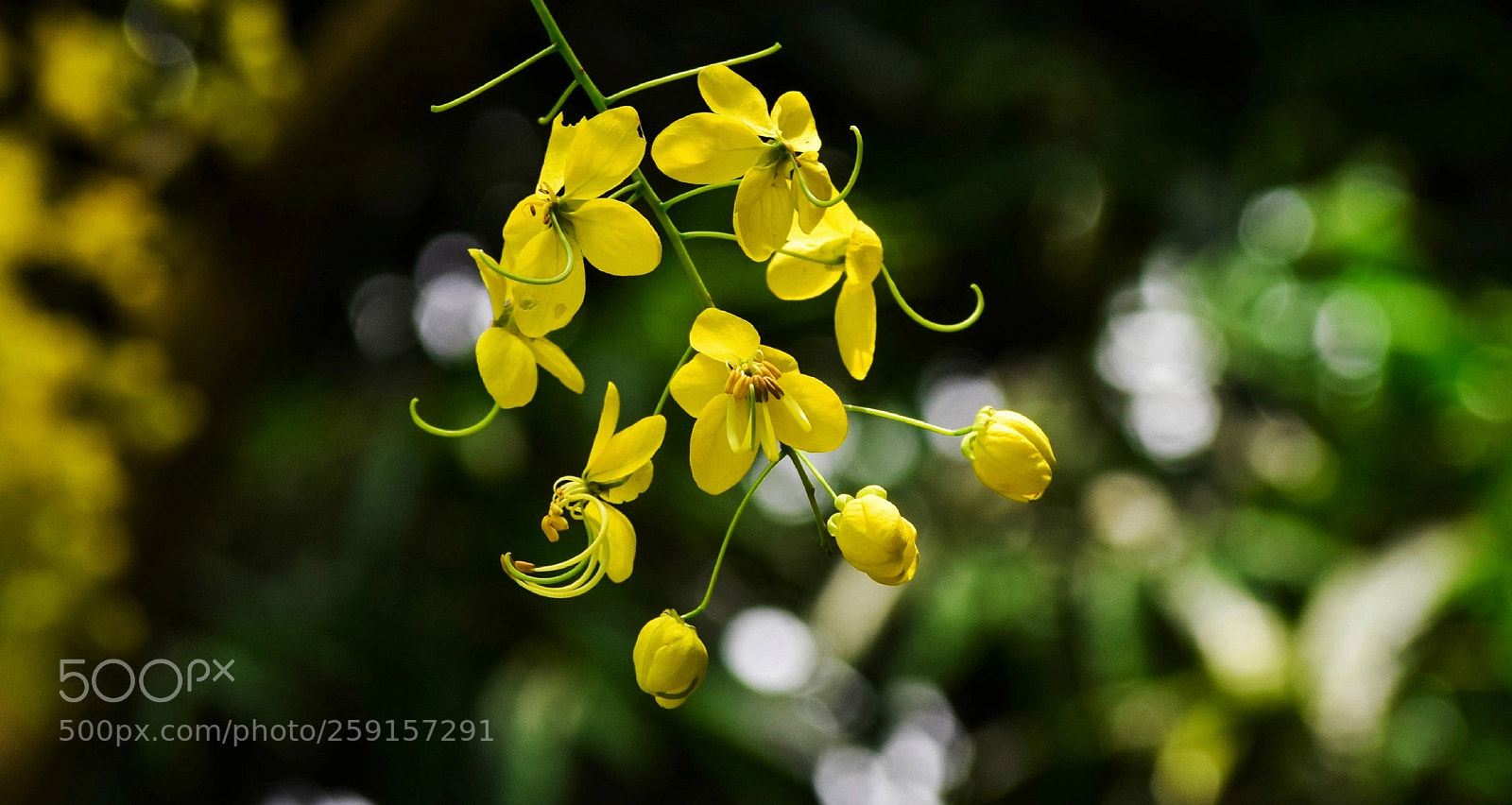 Nikon D5300 sample photo. Golden shower photography