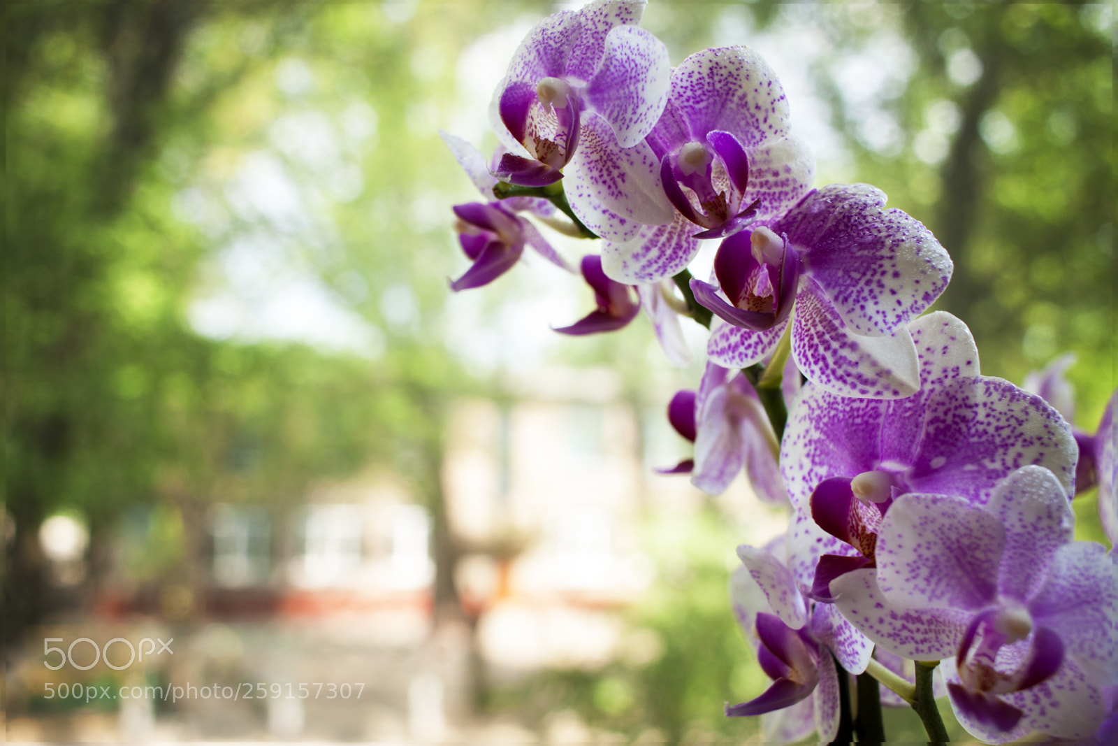 Canon EOS 500D (EOS Rebel T1i / EOS Kiss X3) sample photo. Orchid, flower, bloom, beautiful photography
