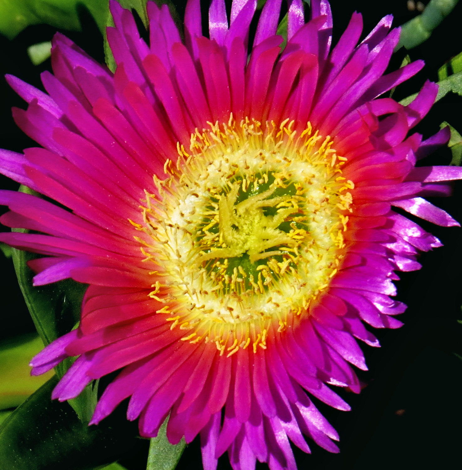 Canon PowerShot SX50 HS sample photo. A purple dandelion flower photography