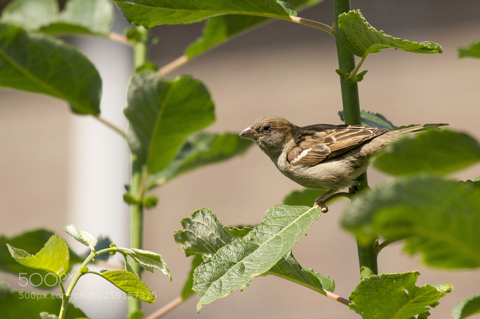 Canon EOS 7D sample photo. House sparrow photography