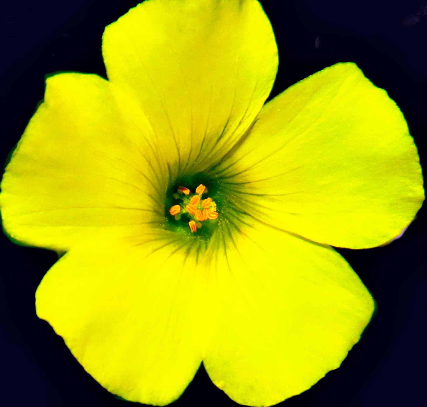 Canon PowerShot SX50 HS + 4.3 - 215.0 mm sample photo. A yellow daisy flower photography
