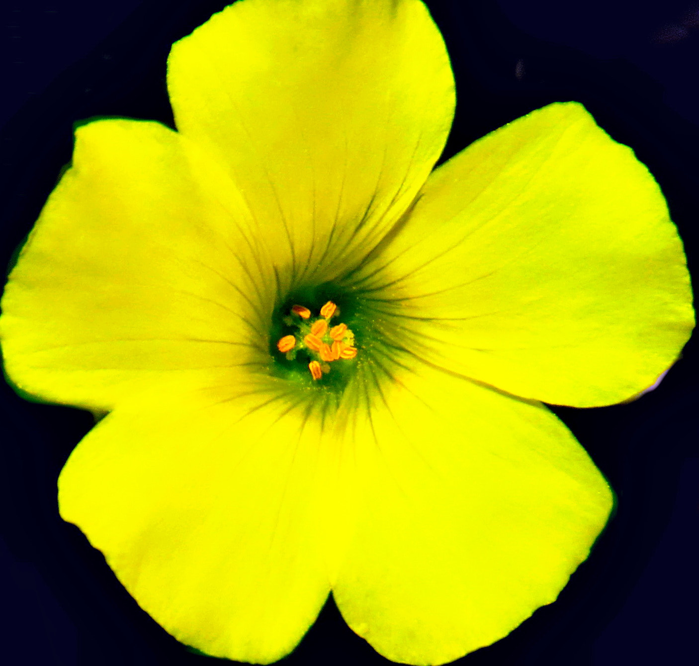 4.3 - 215.0 mm sample photo. A yellow daisy flower photography