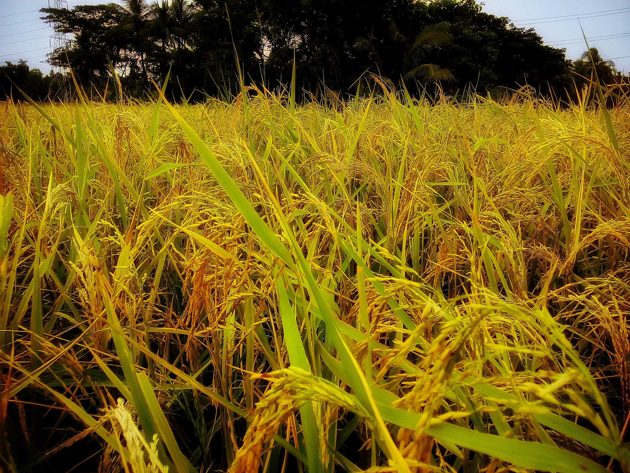 Motorola Moto E3 Power sample photo. Paddy tree photography