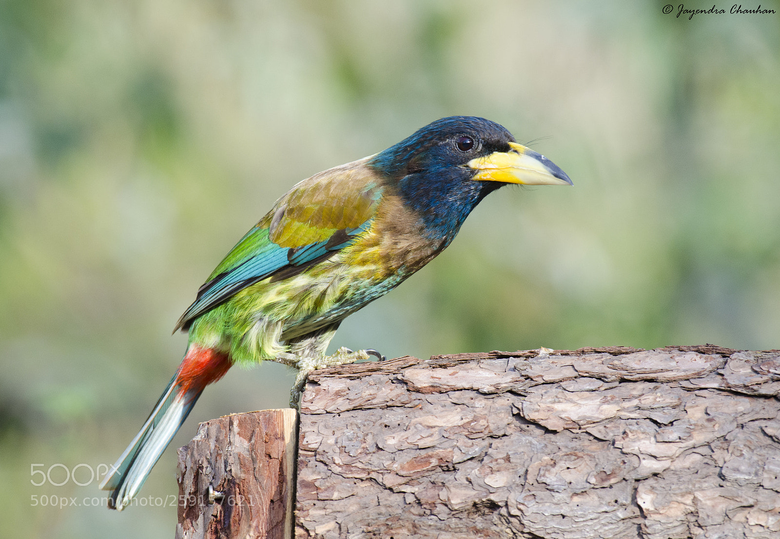Nikon D5100 sample photo. Great barbet photography