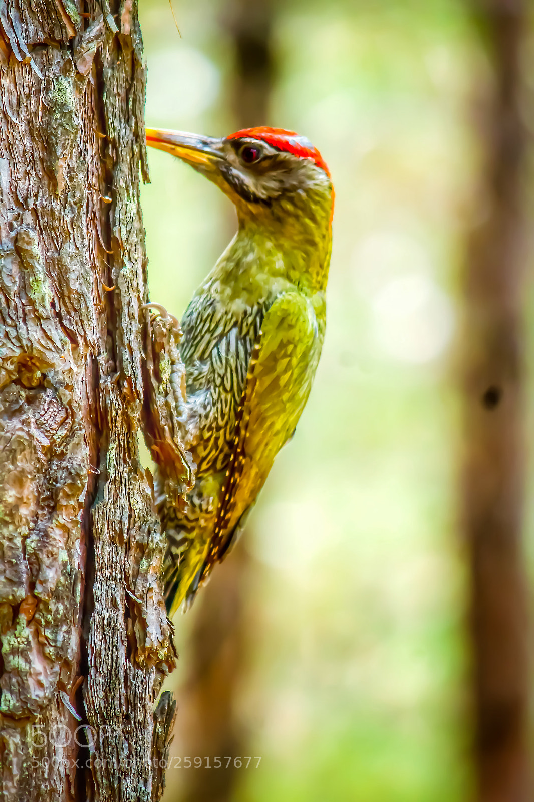 Canon EOS 1300D (EOS Rebel T6 / EOS Kiss X80) sample photo. European green woodpecker photography