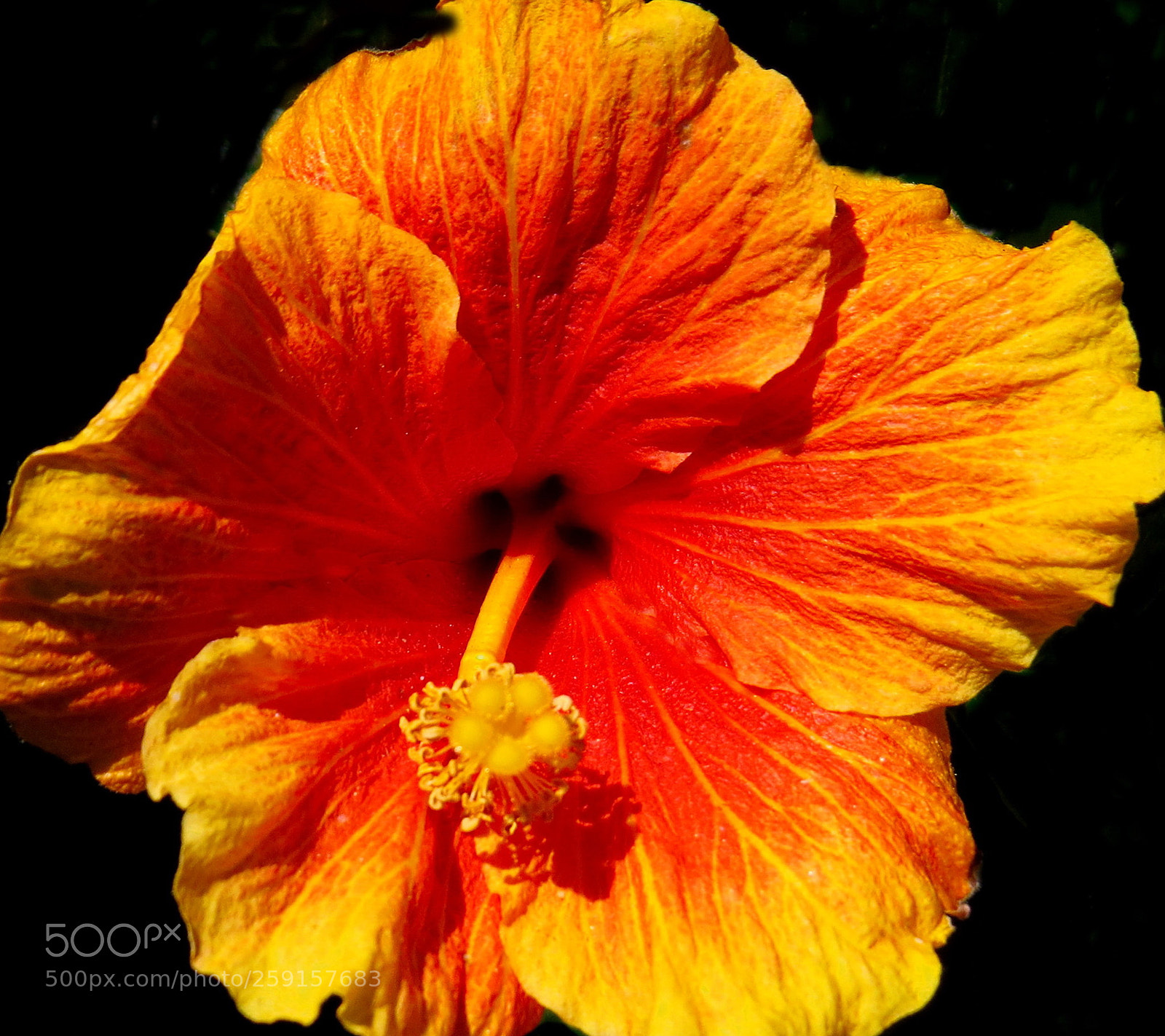 Canon PowerShot SX50 HS sample photo. A deep gold hibiscus photography