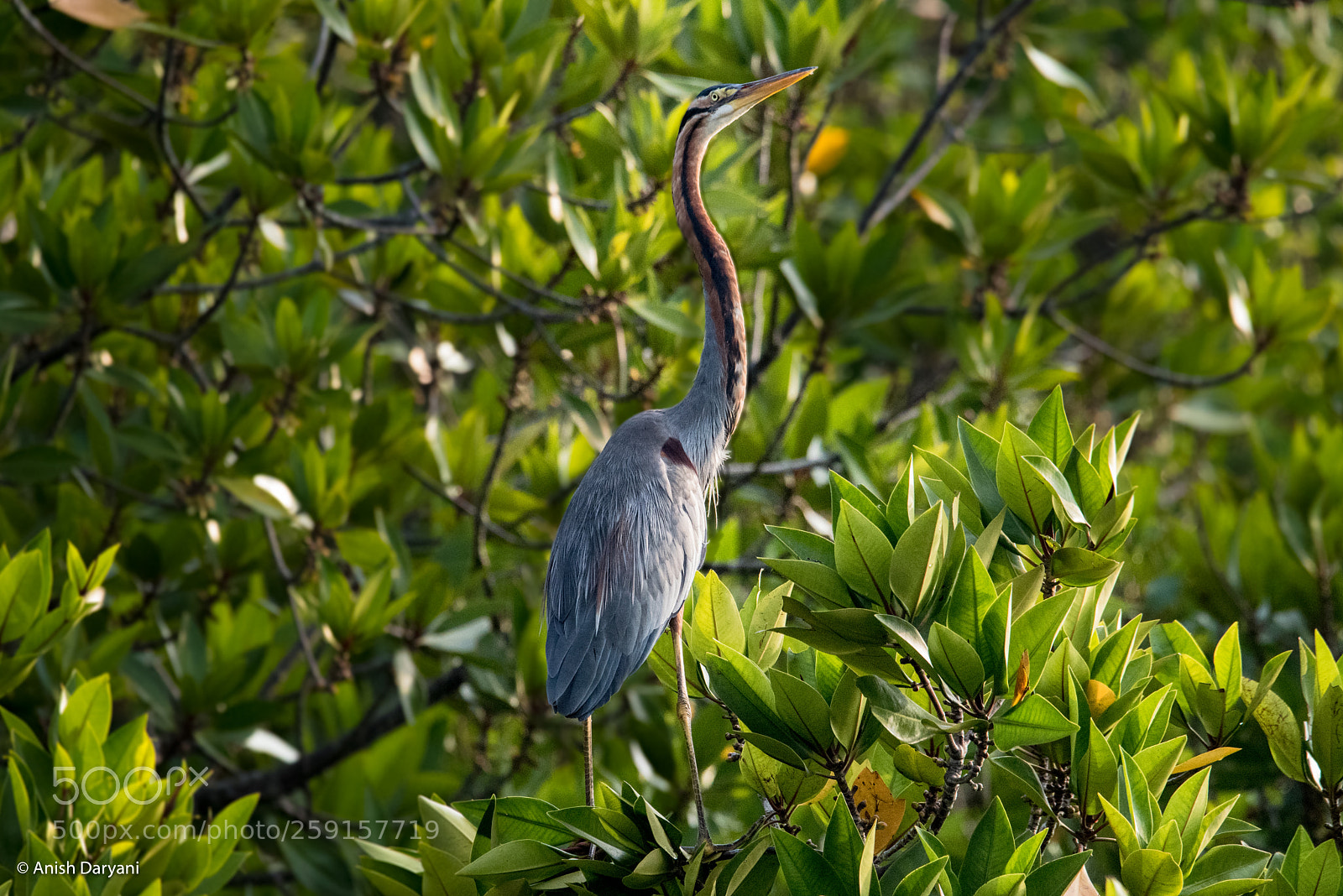 Nikon D810 sample photo. Standing tall - purple photography