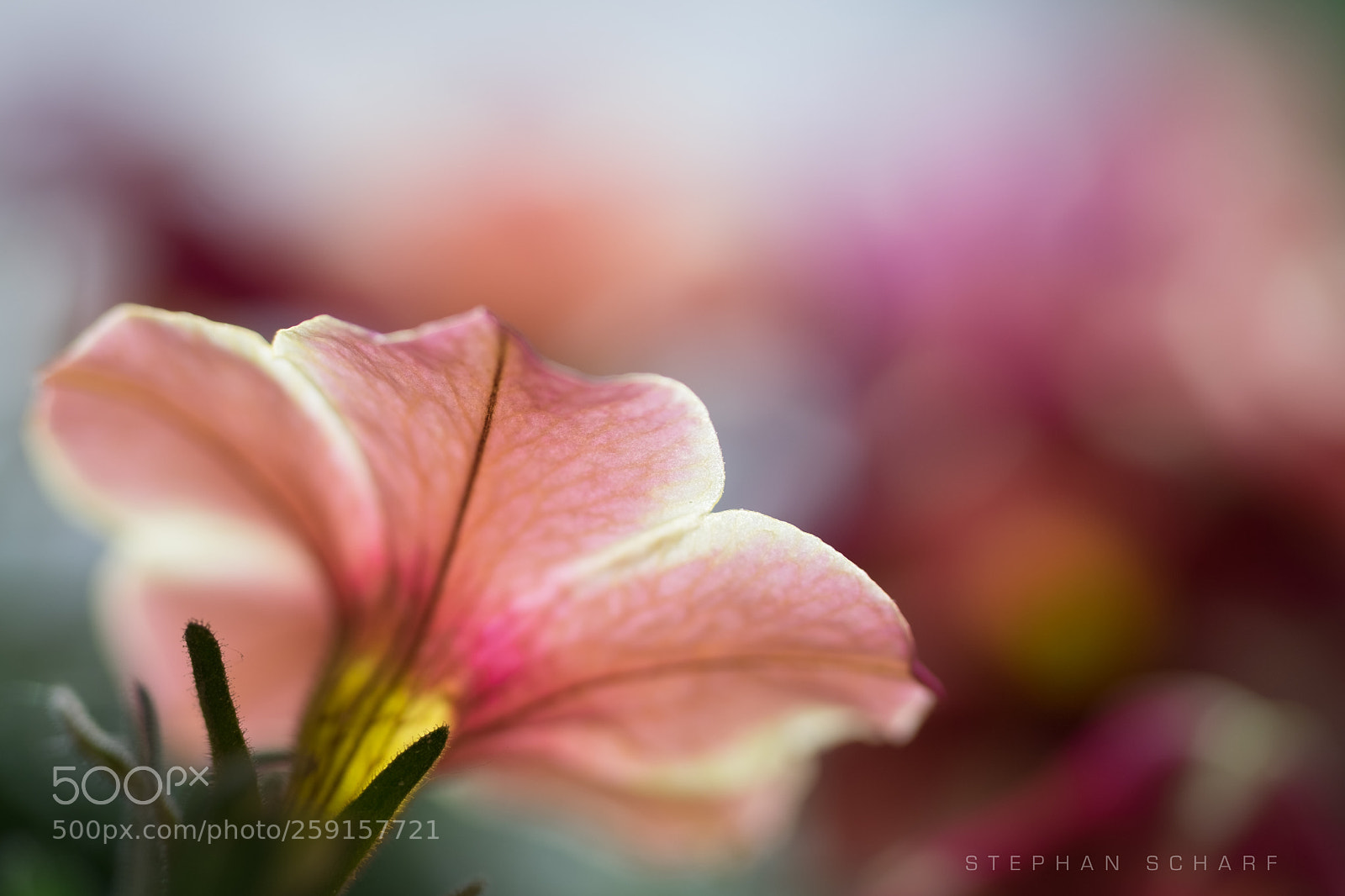 Fujifilm X-T10 sample photo. Untitled photography