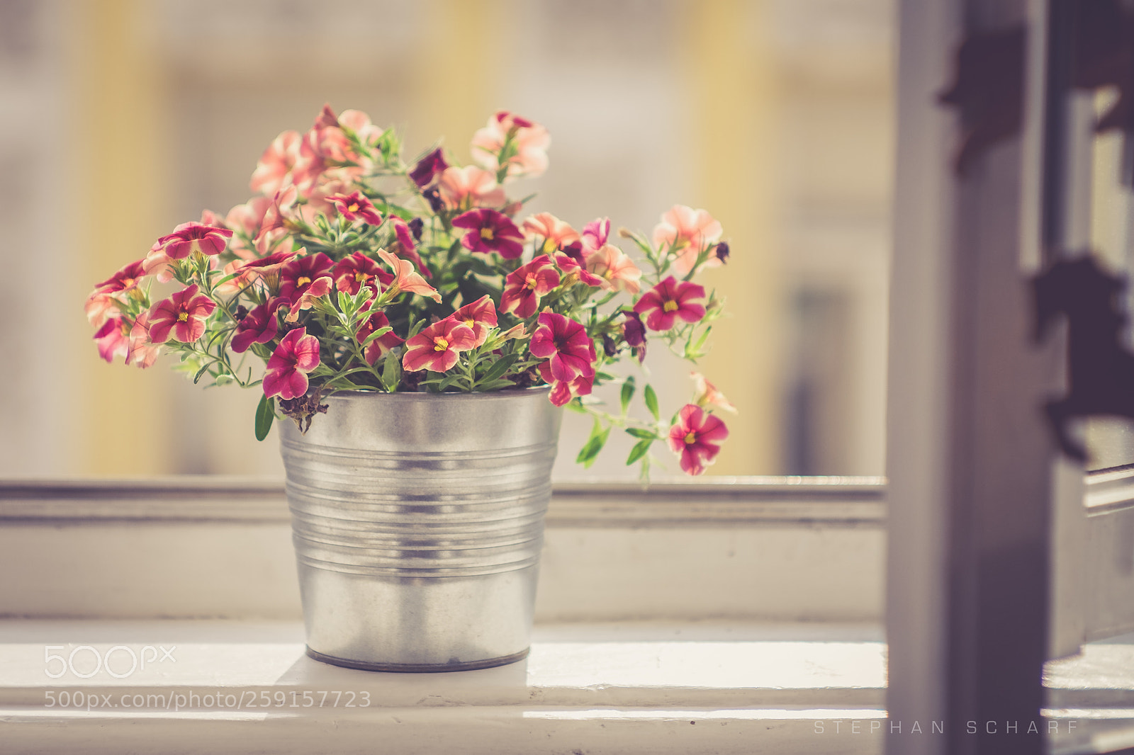 Fujifilm X-T10 sample photo. Flower pot photography