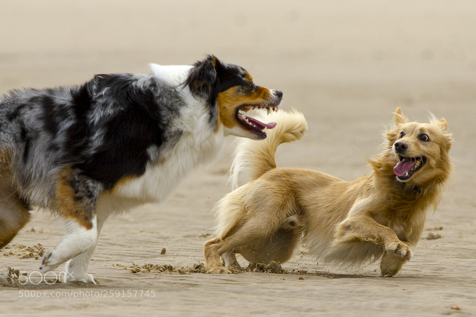 Canon EOS 7D sample photo. Dog`s love photography