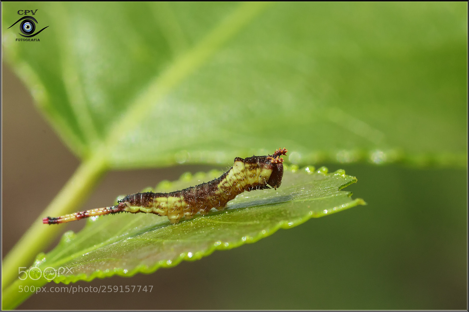 Canon EOS 80D sample photo. Larva de cerura photography