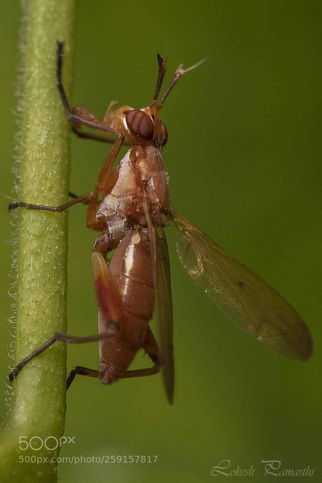 Canon EOS 5D Mark IV sample photo. Banana stalk fly photography