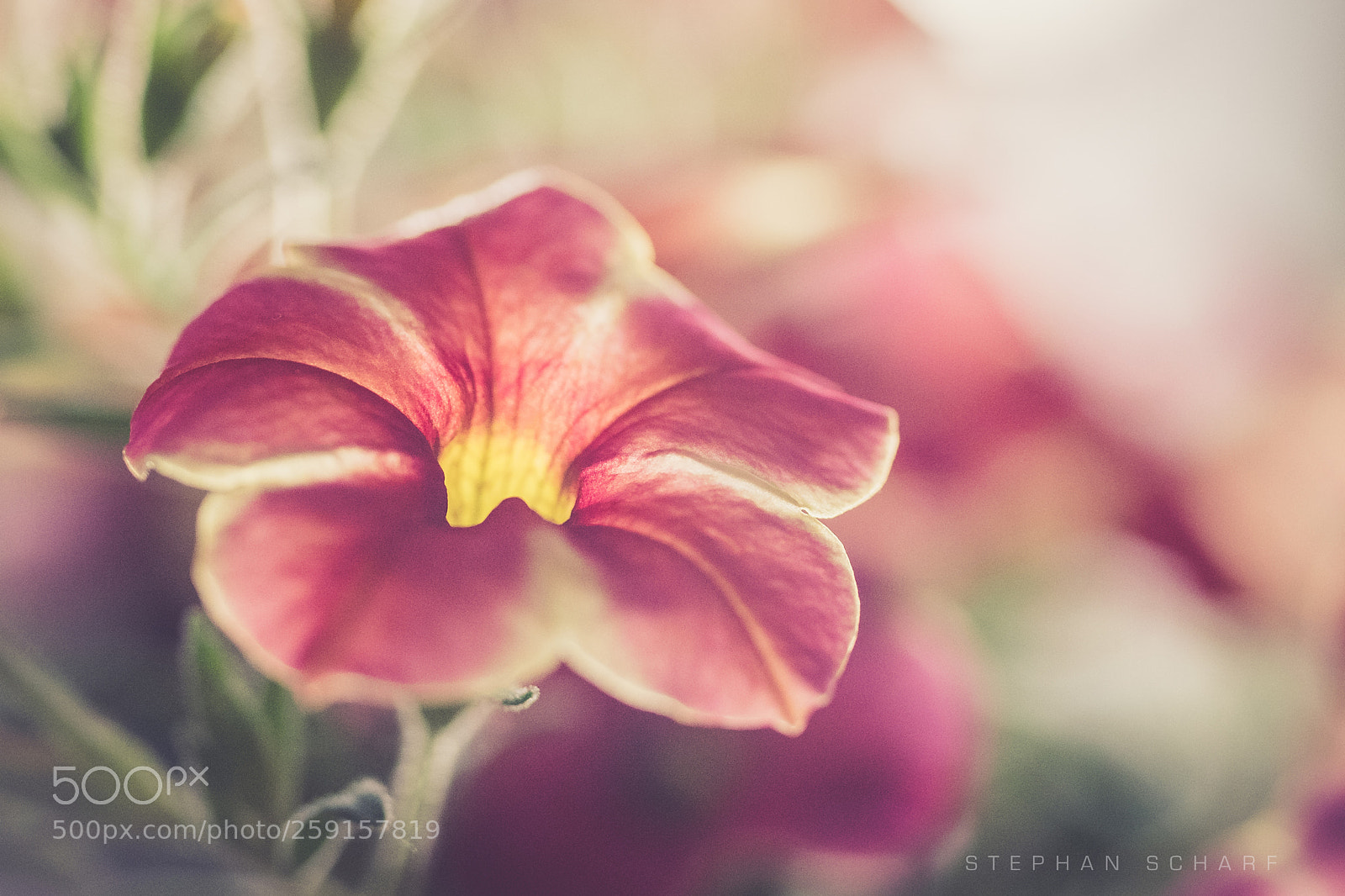 Fujifilm X-T10 sample photo. Untitled photography