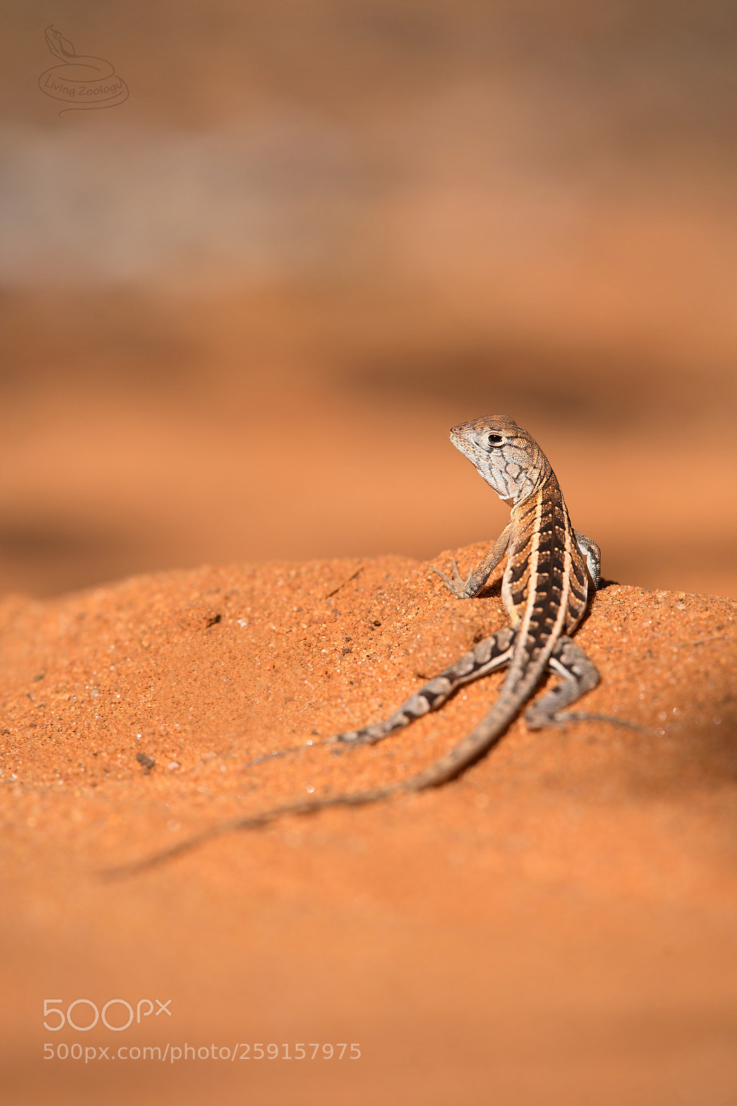 Nikon D750 sample photo. Iguana lizard (chalarodon madagascariensis) photography