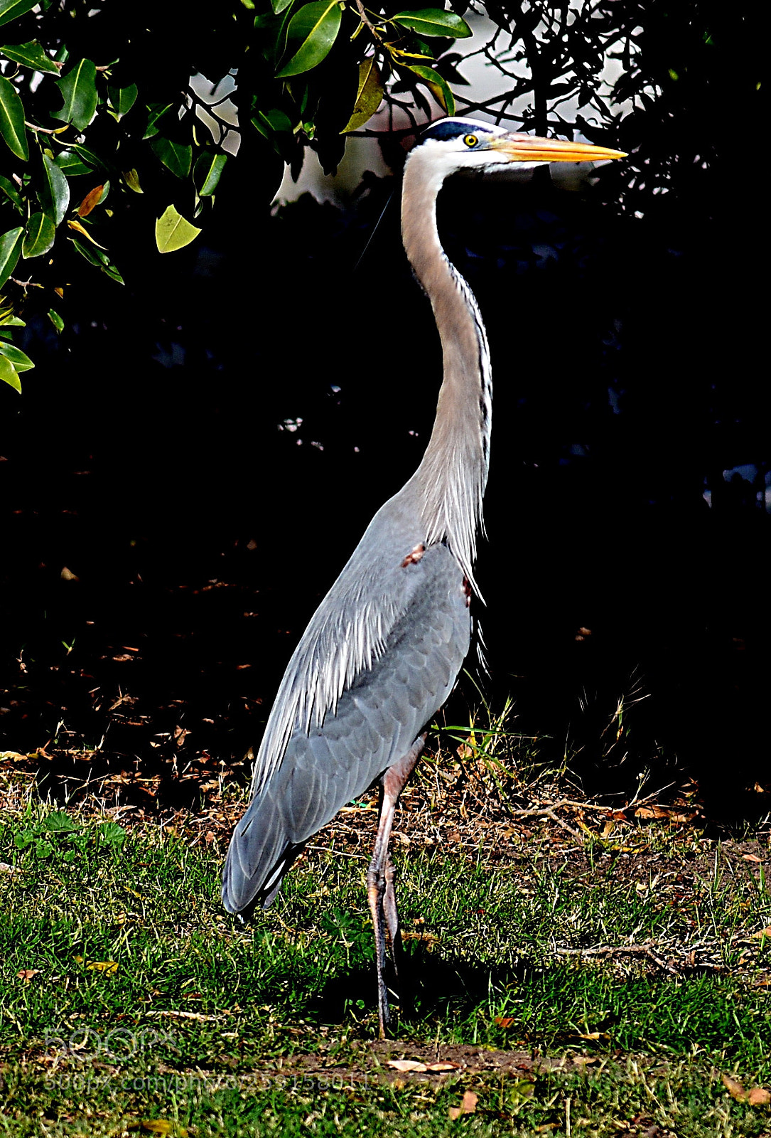 Nikon D7200 sample photo. A tall blue heron photography