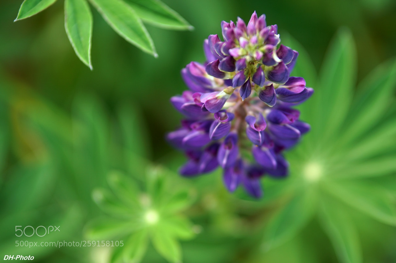 Sony ILCA-77M2 sample photo. Lupin photography