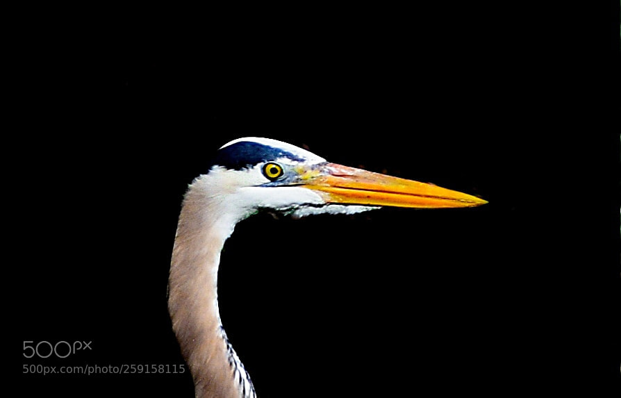 Nikon D7200 sample photo. A tall blue heron photography