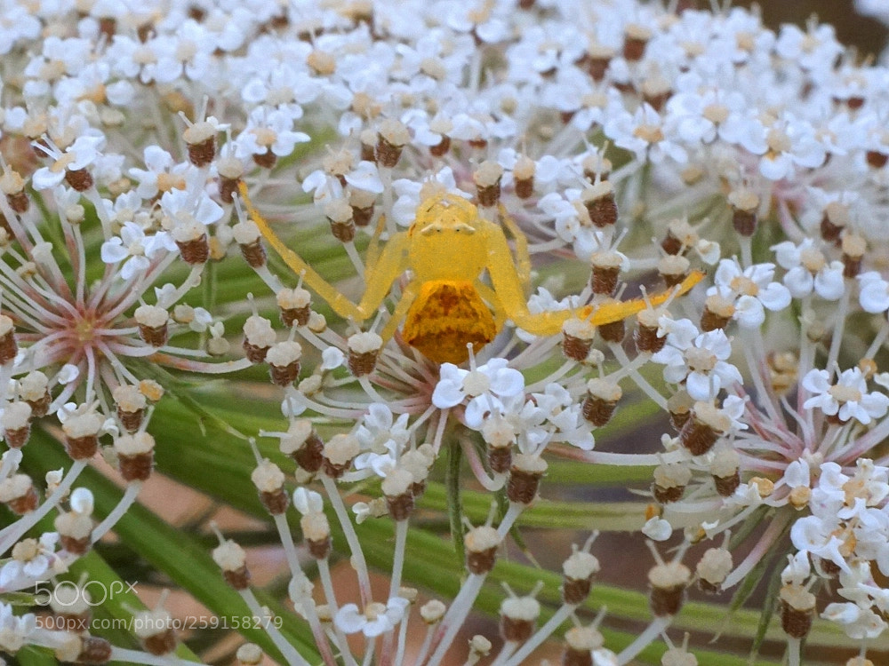 Sony a6000 sample photo. Spider meditation photography