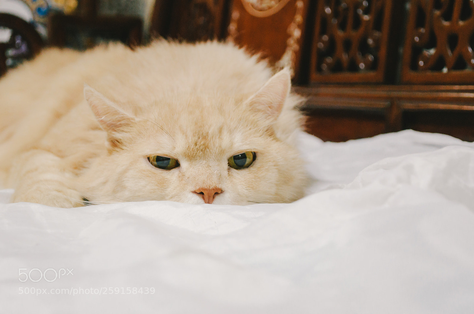 Nikon D5000 sample photo. Cat is looking something photography