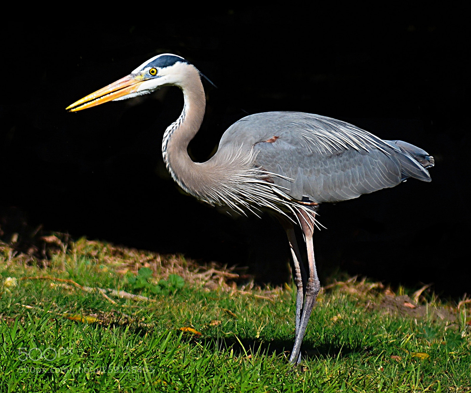 Nikon D7200 sample photo. A tall blue heron photography