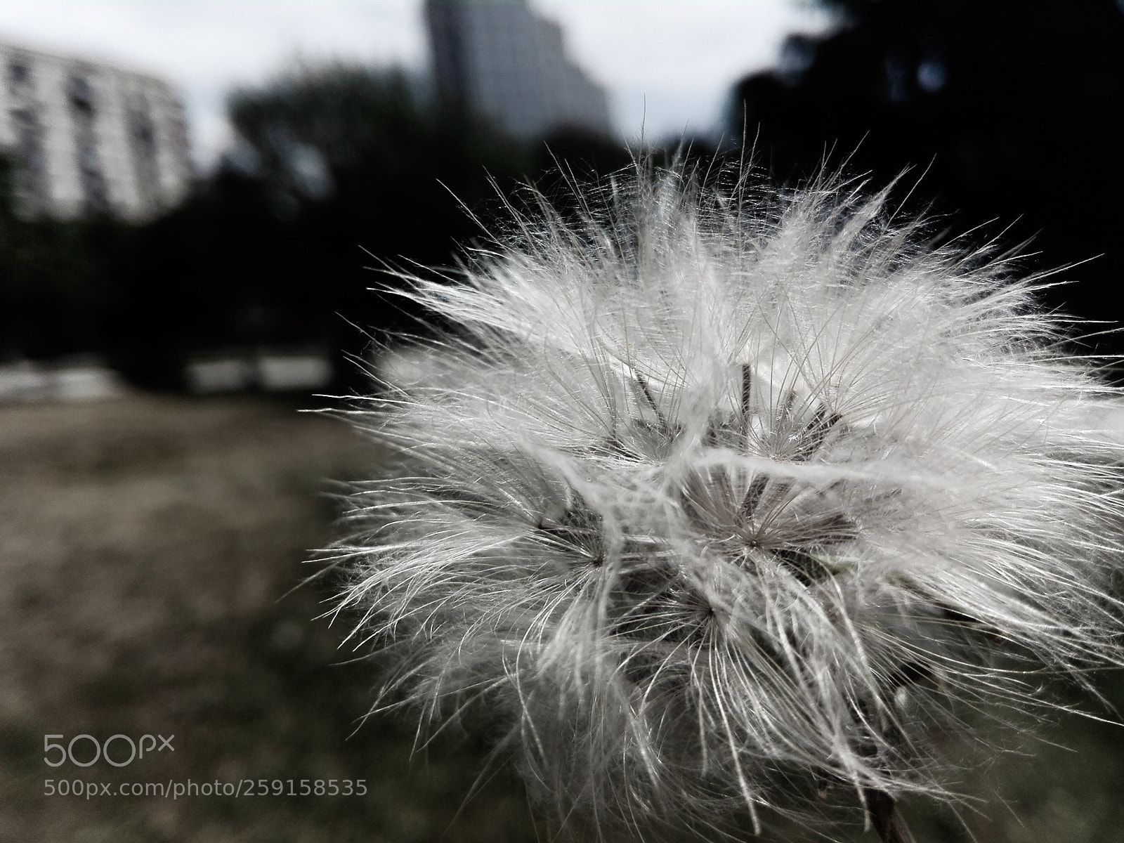 HUAWEI P8 Lite sample photo. Dandelion photography