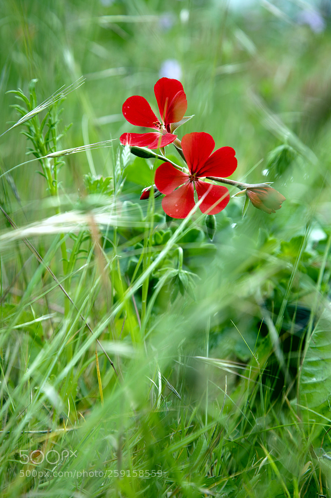 Canon EF 24-105mm F4L IS USM sample photo. Morning light photography