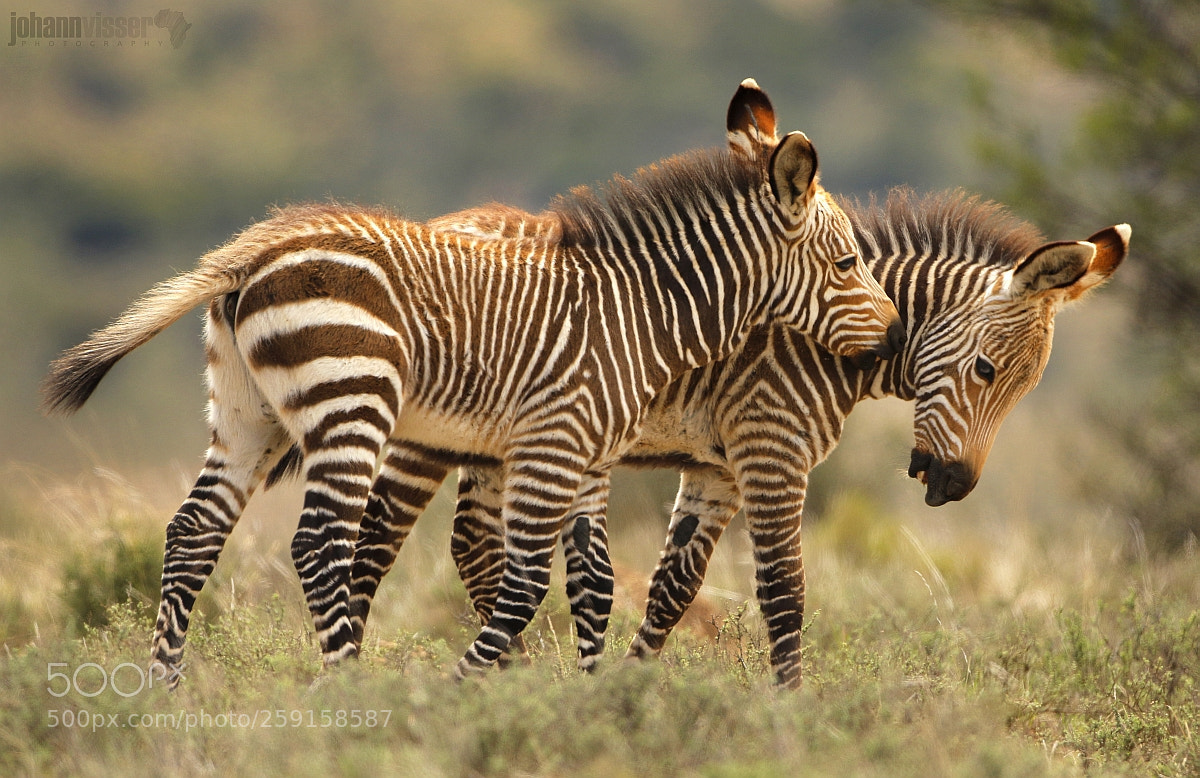 Canon EOS 7D Mark II sample photo. Foals at play photography