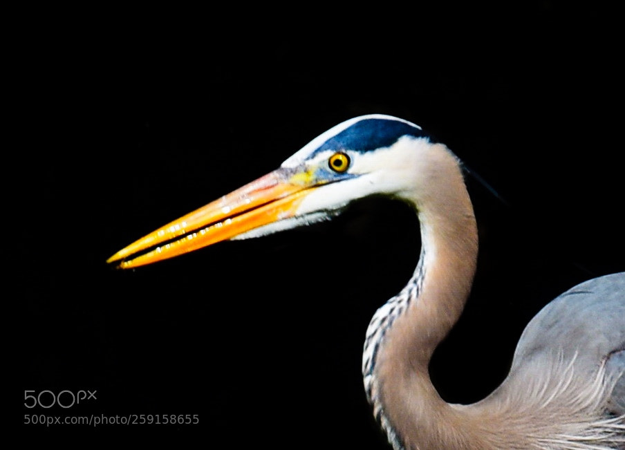 Nikon D7200 sample photo. A tall blue heron photography