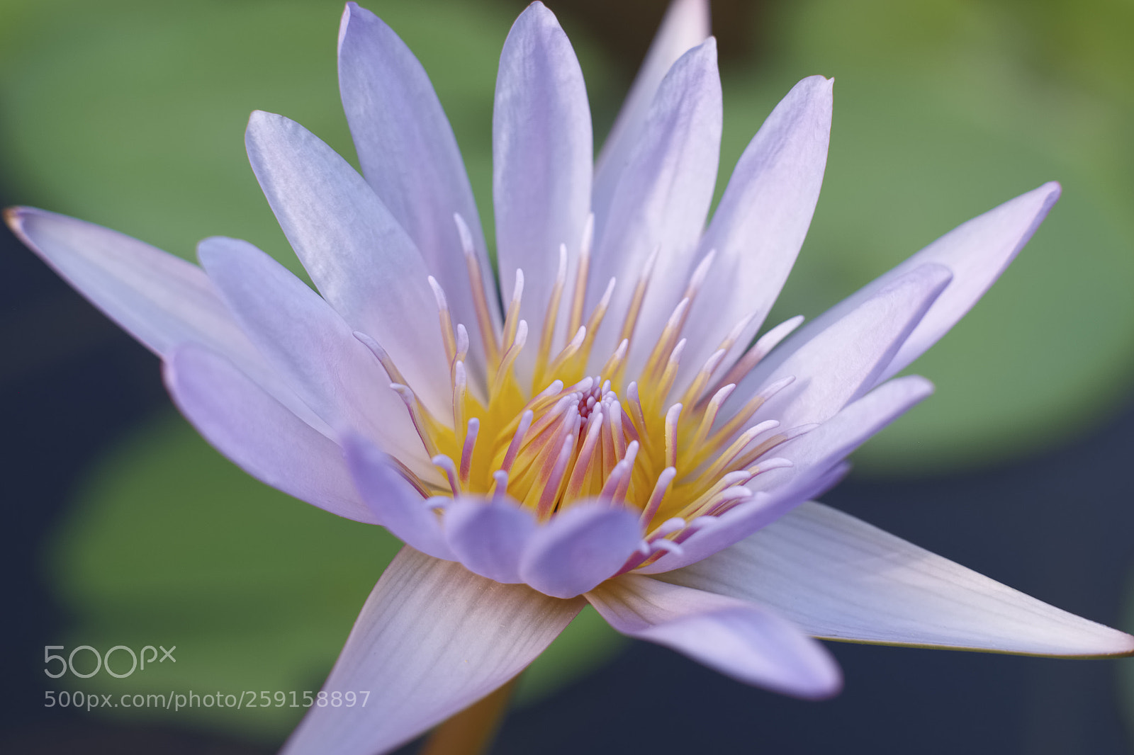 Fujifilm X-T1 sample photo. Great lotus flower photography