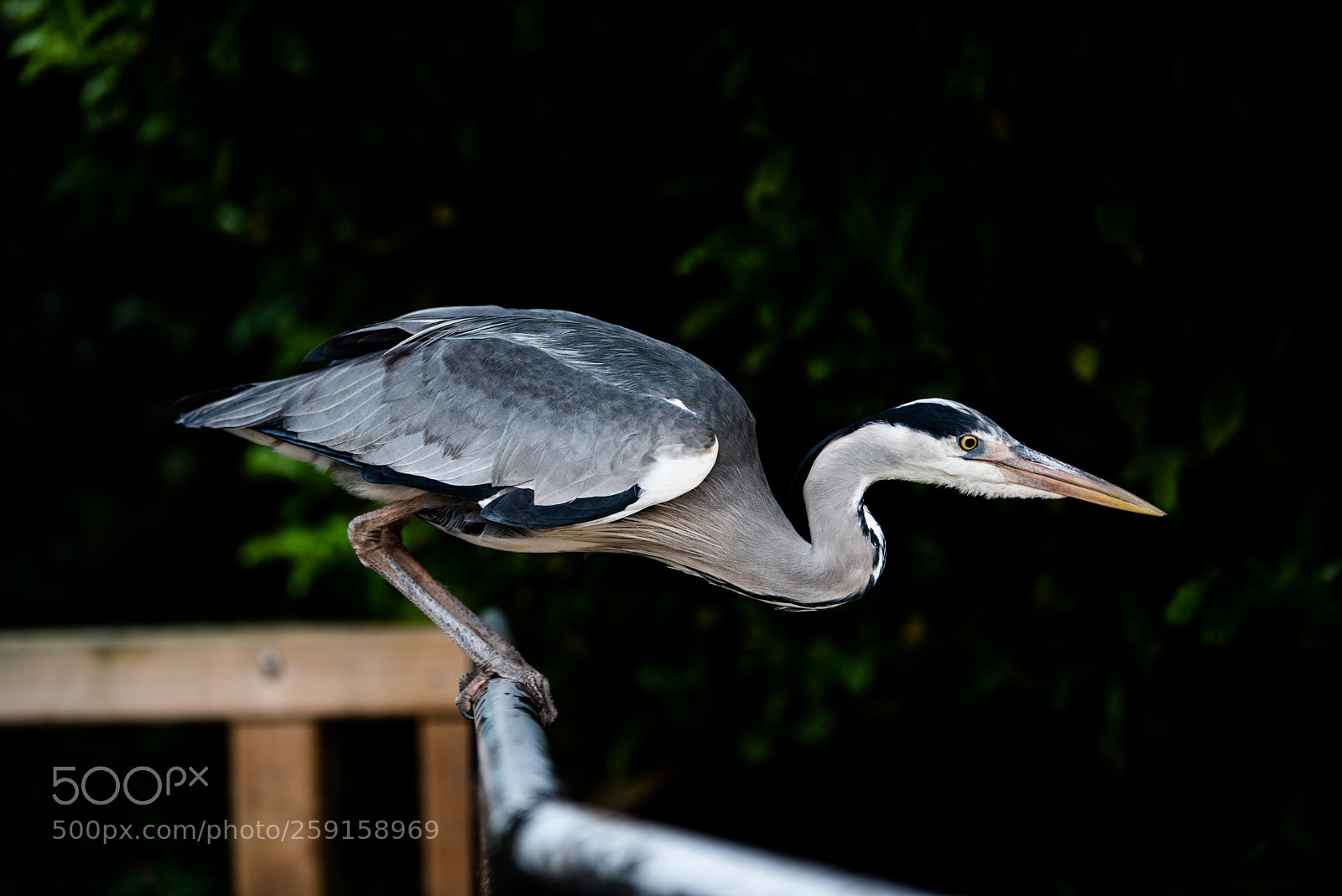Nikon D750 sample photo. Preparing for take off photography