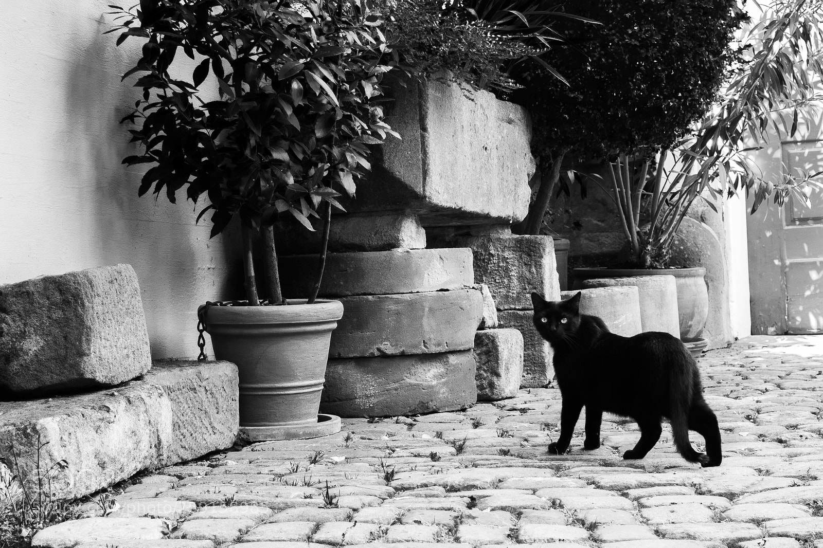 Olympus OM-D E-M1 sample photo. The roaming cat photography
